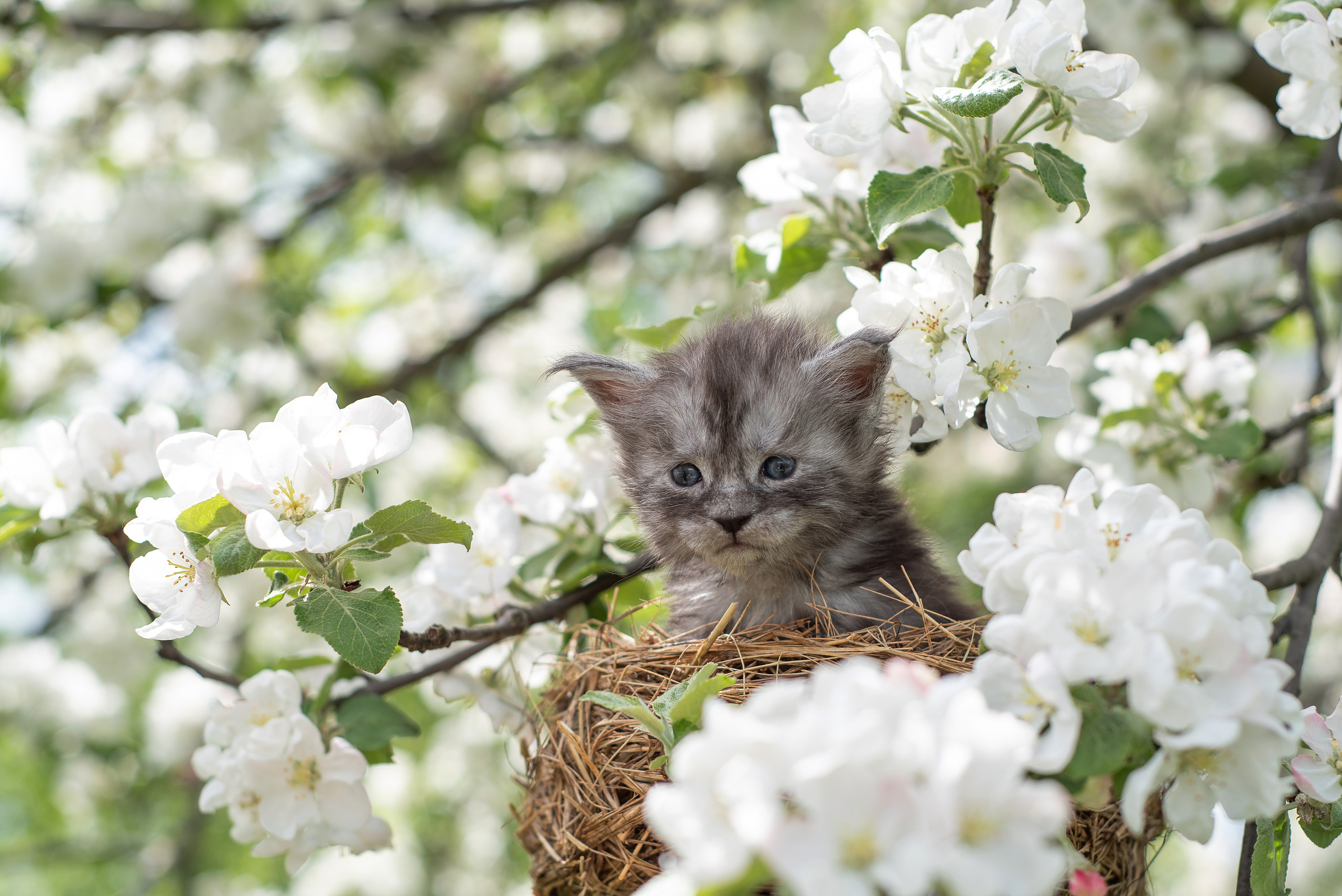 Щенки и котята на улице. Фотограф анималист в Казани Алина Сулейманова. Фотограф животных
