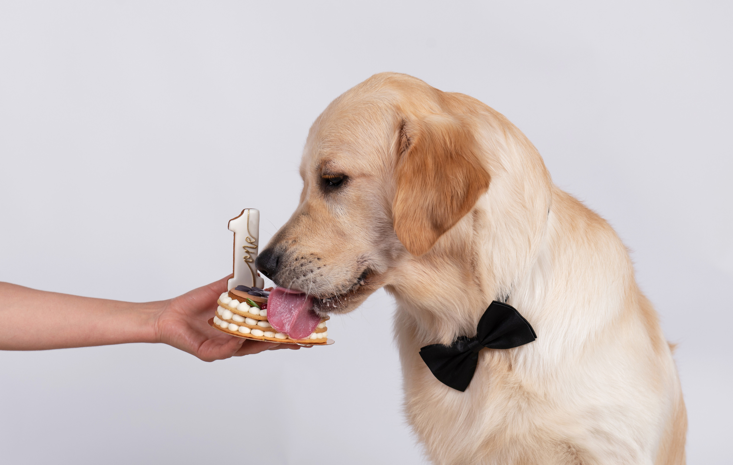 Чарли 1 год. Фотограф анималист в Казани Алина Сулейманова. Фотограф животных