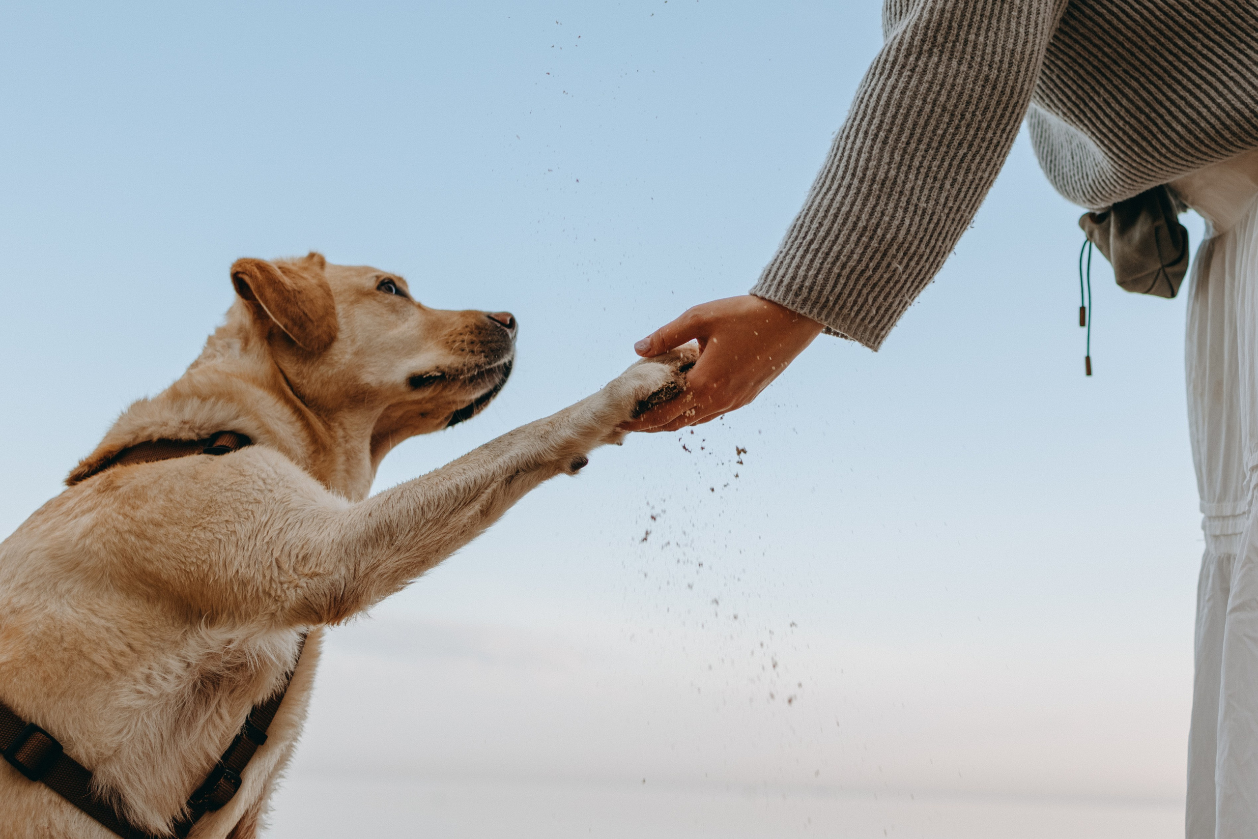Наташа и Шани. Фотограф — Анималист | Санкт-Петербург