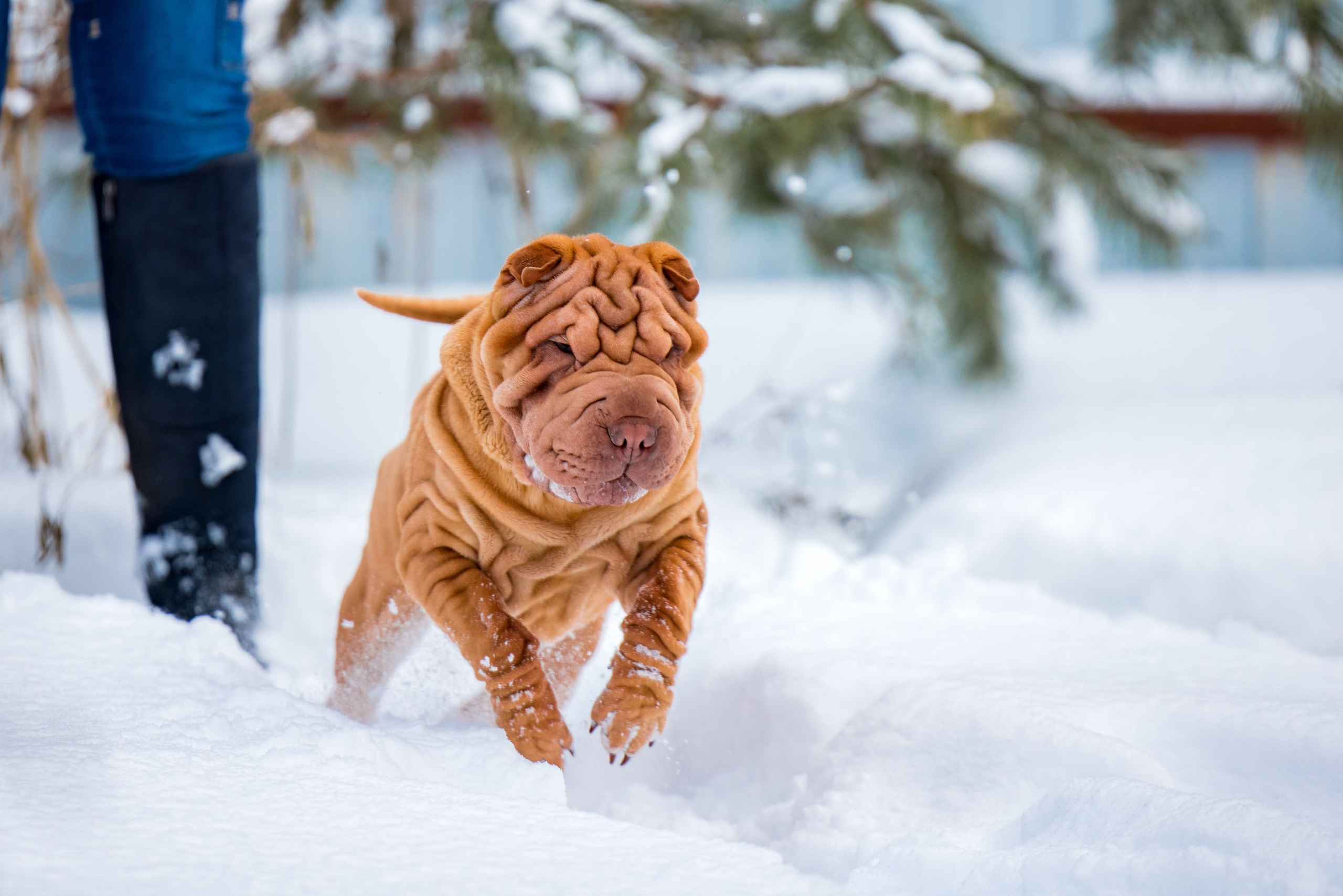 В гостях у шарпеев 16.01.2024. Фотограф-анималист Юлия Германика