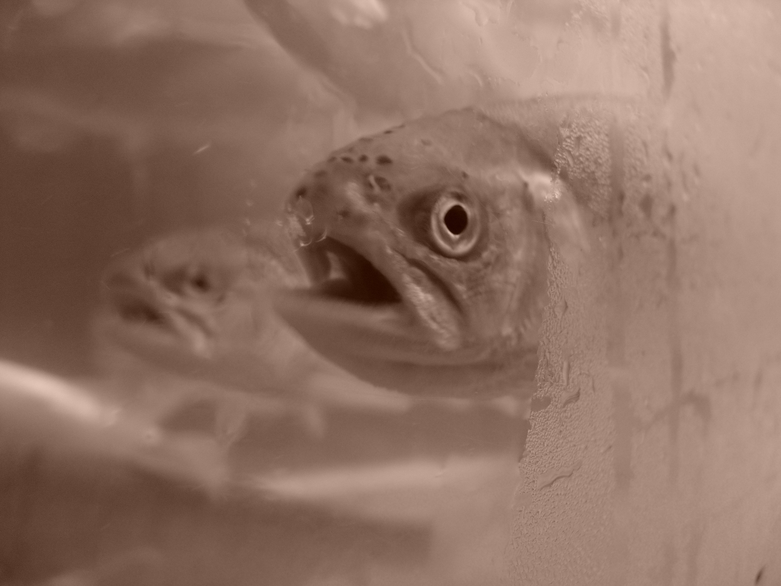 Ергали 11 08 2005. Заставка