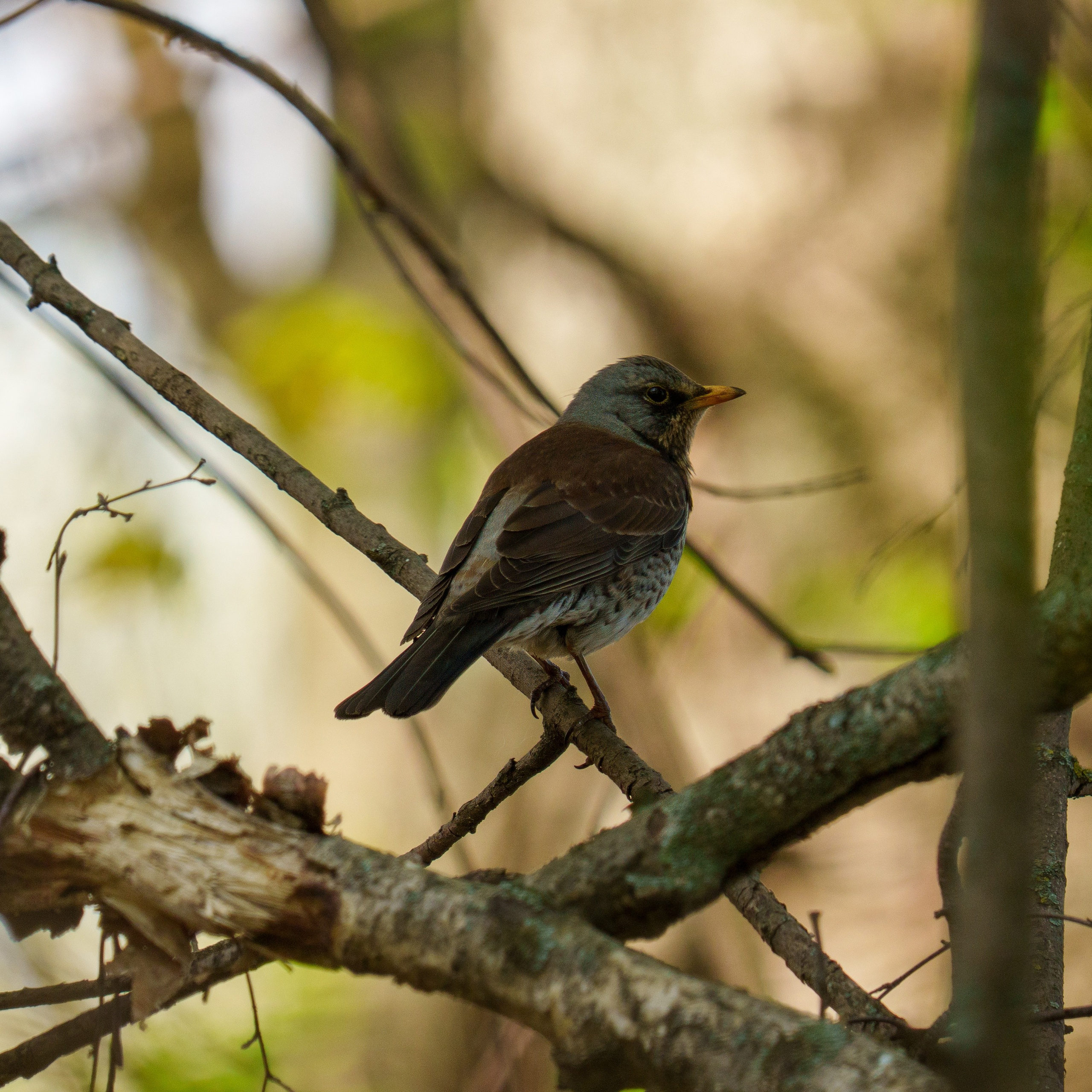 Animals — Животные