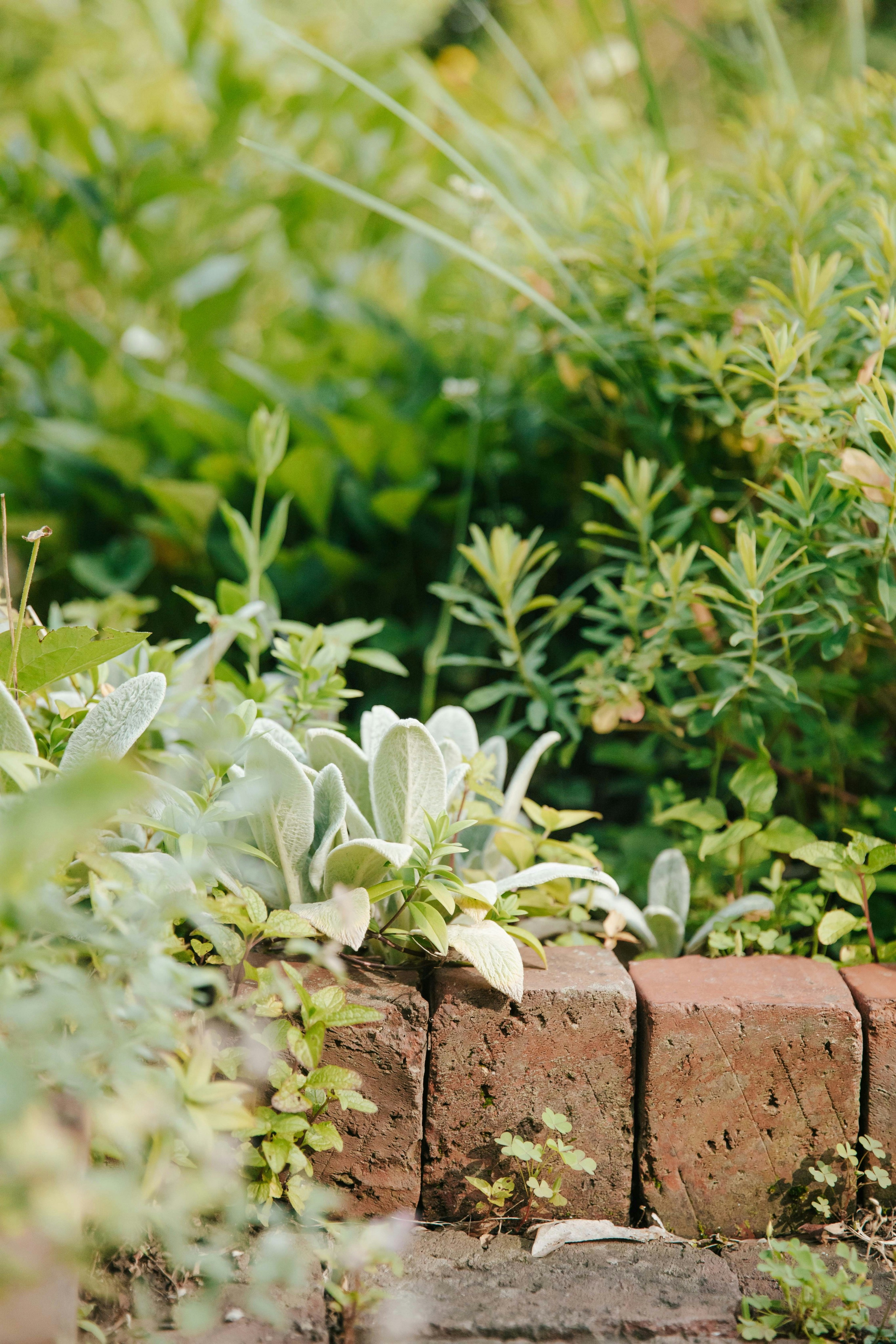 Ландшафтный дизайн. Главная