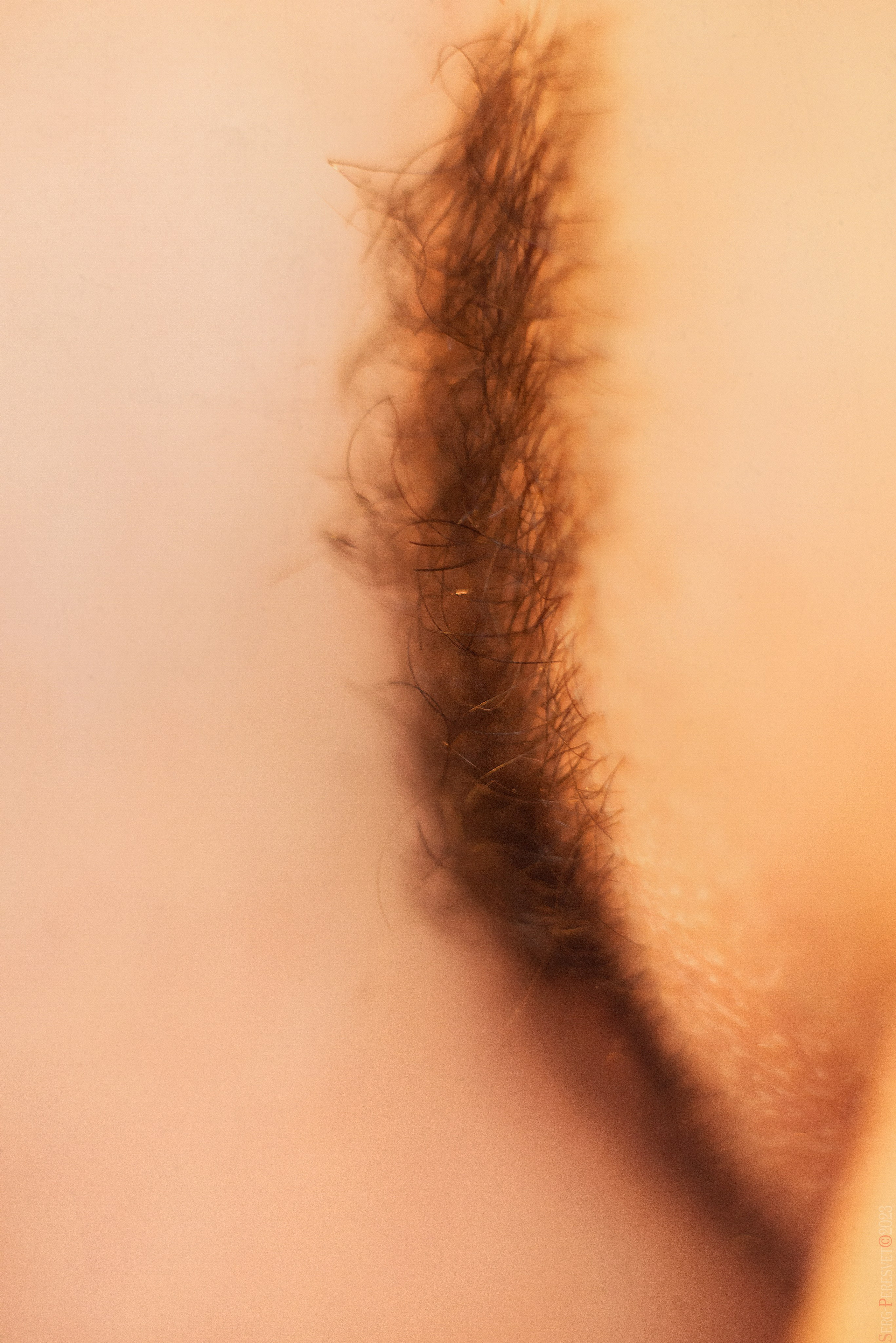 Будуар. Ваш фотограф на праздник в Москве, Раменском, Жуковском, Люберцах