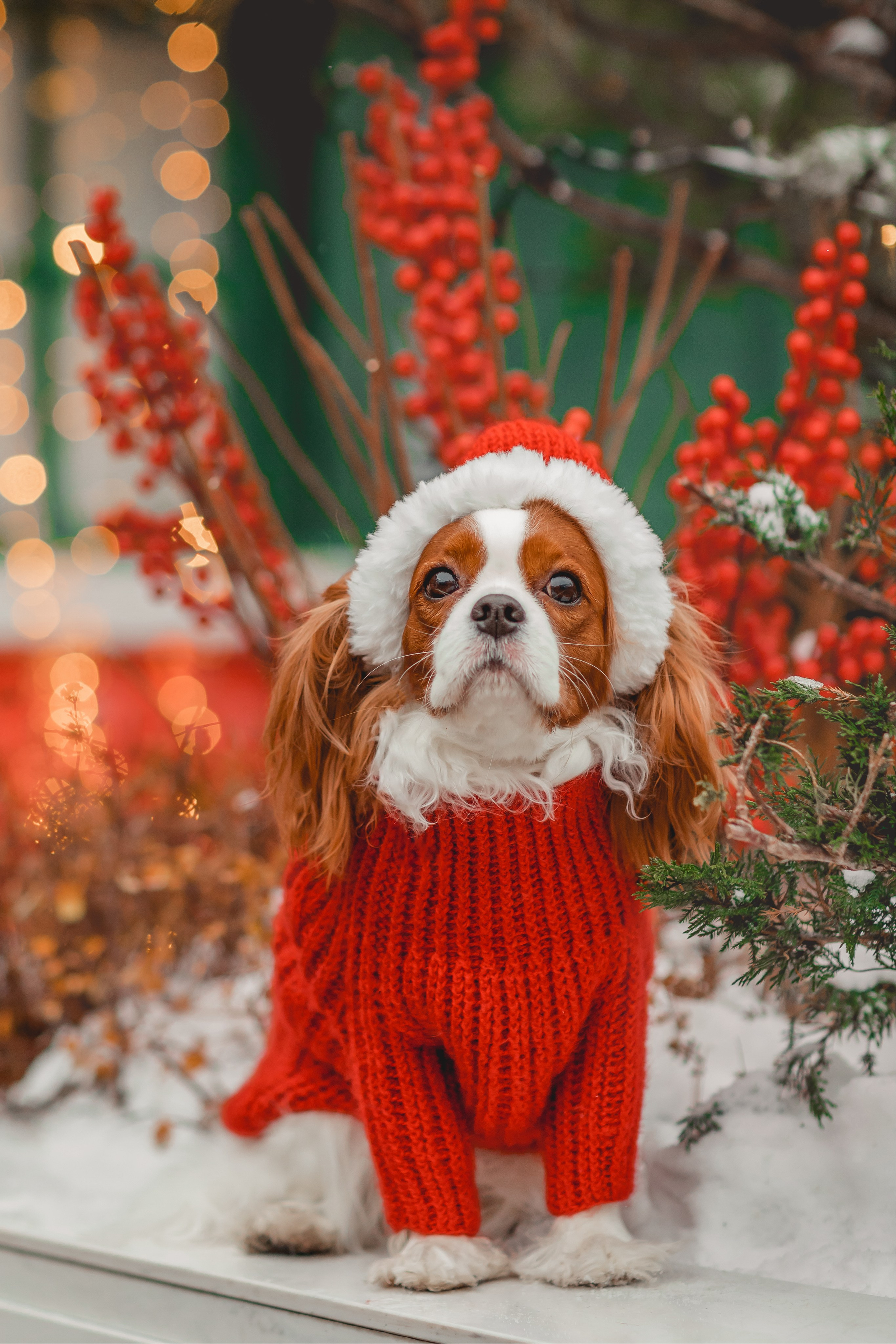 Татьяна и Хэппи. Семейный фотограф анималист Мария Крючкова