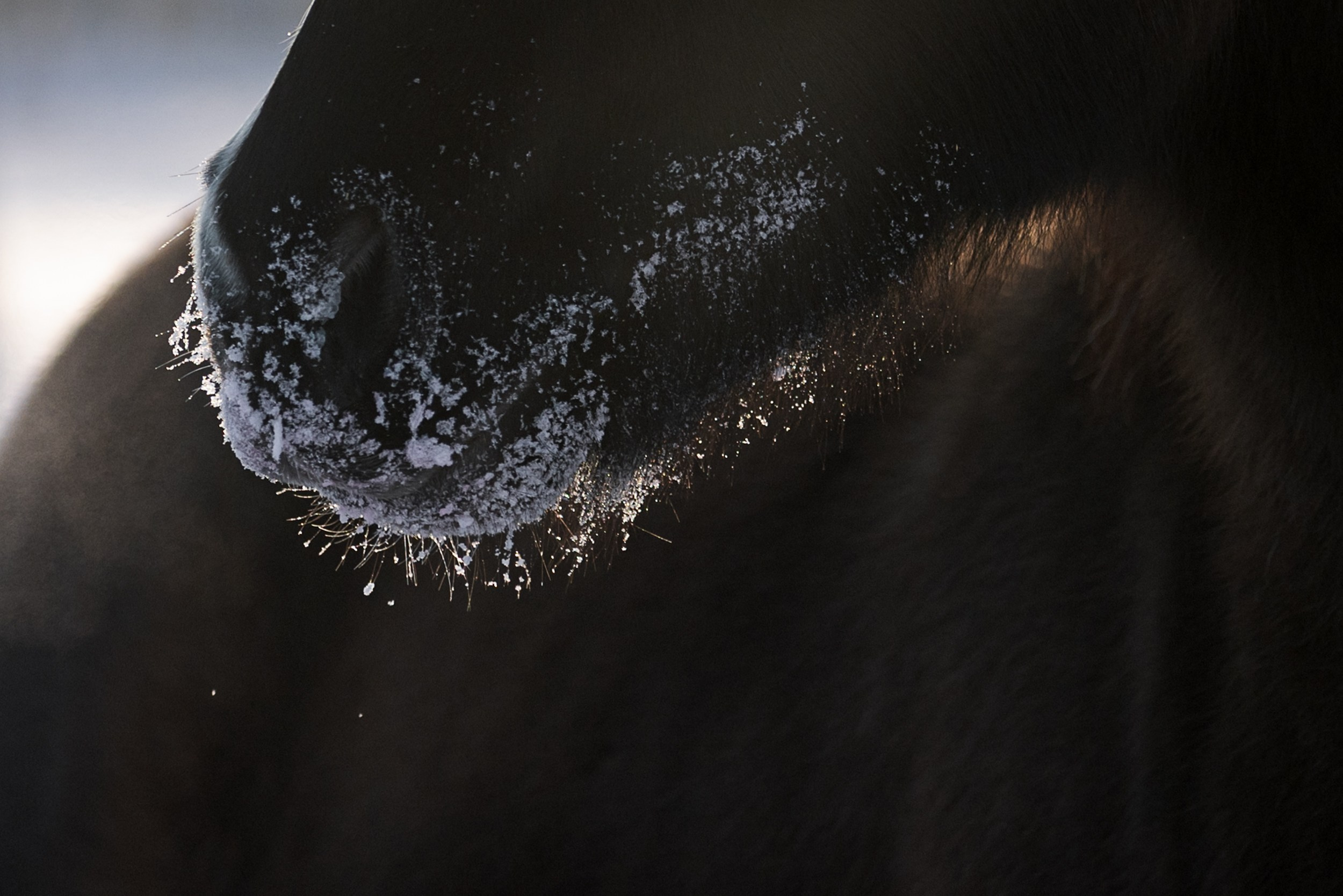 Лошади (разное). ESHE_PHOTO Фотограф в Москве и Московской области