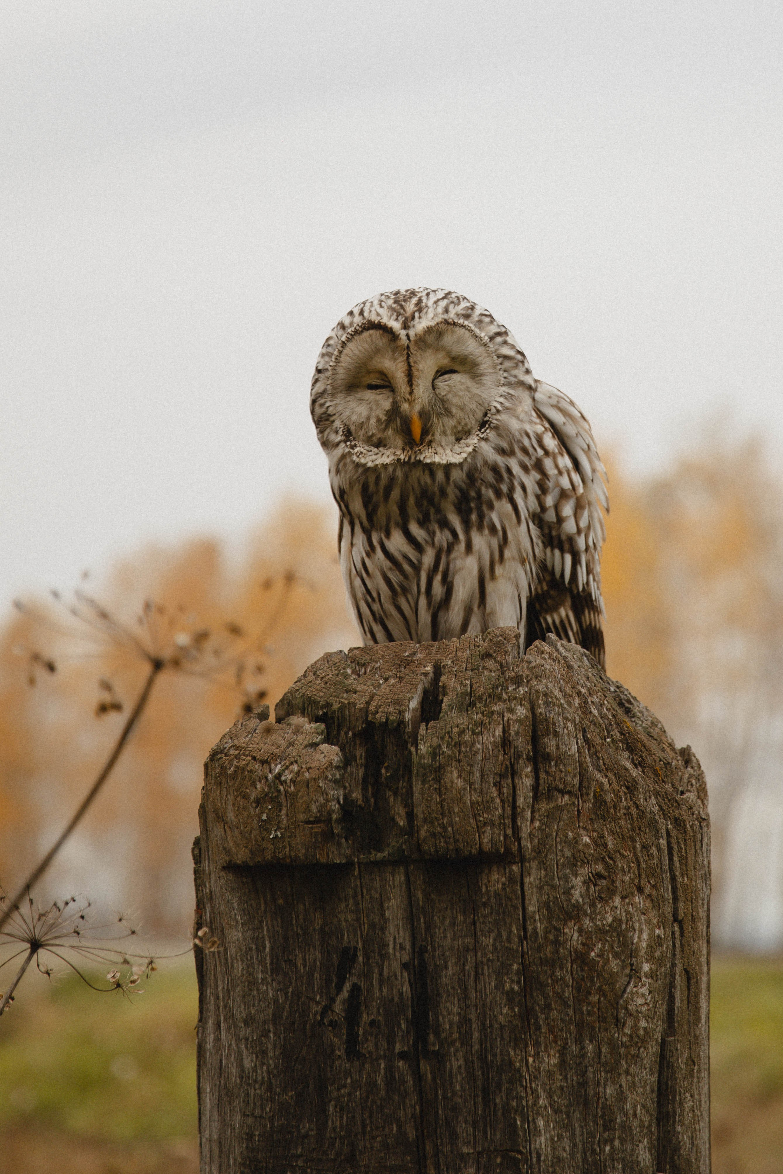 Осень. Фотограф Чекмагуш Уфа Хансверова Зарина