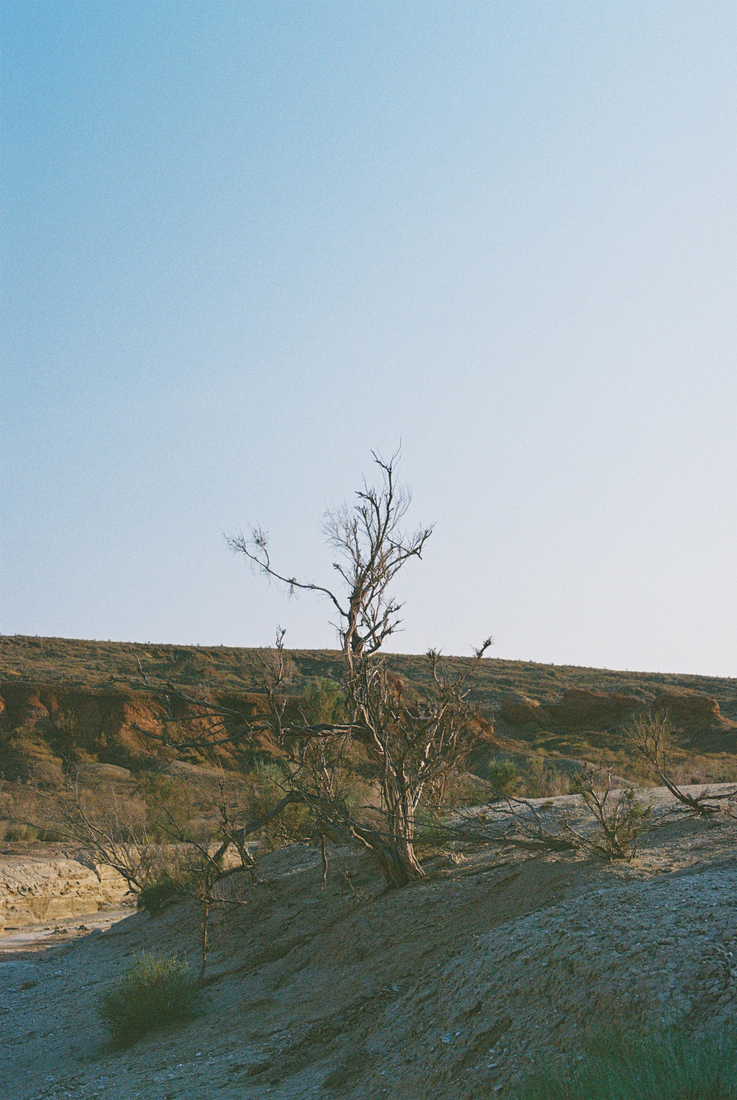 Алтын эмель/Или/Курты, плёнка 2025. Фотограф в Алматы — Алексей Коньков | Репортаж, свадьбы, портреты