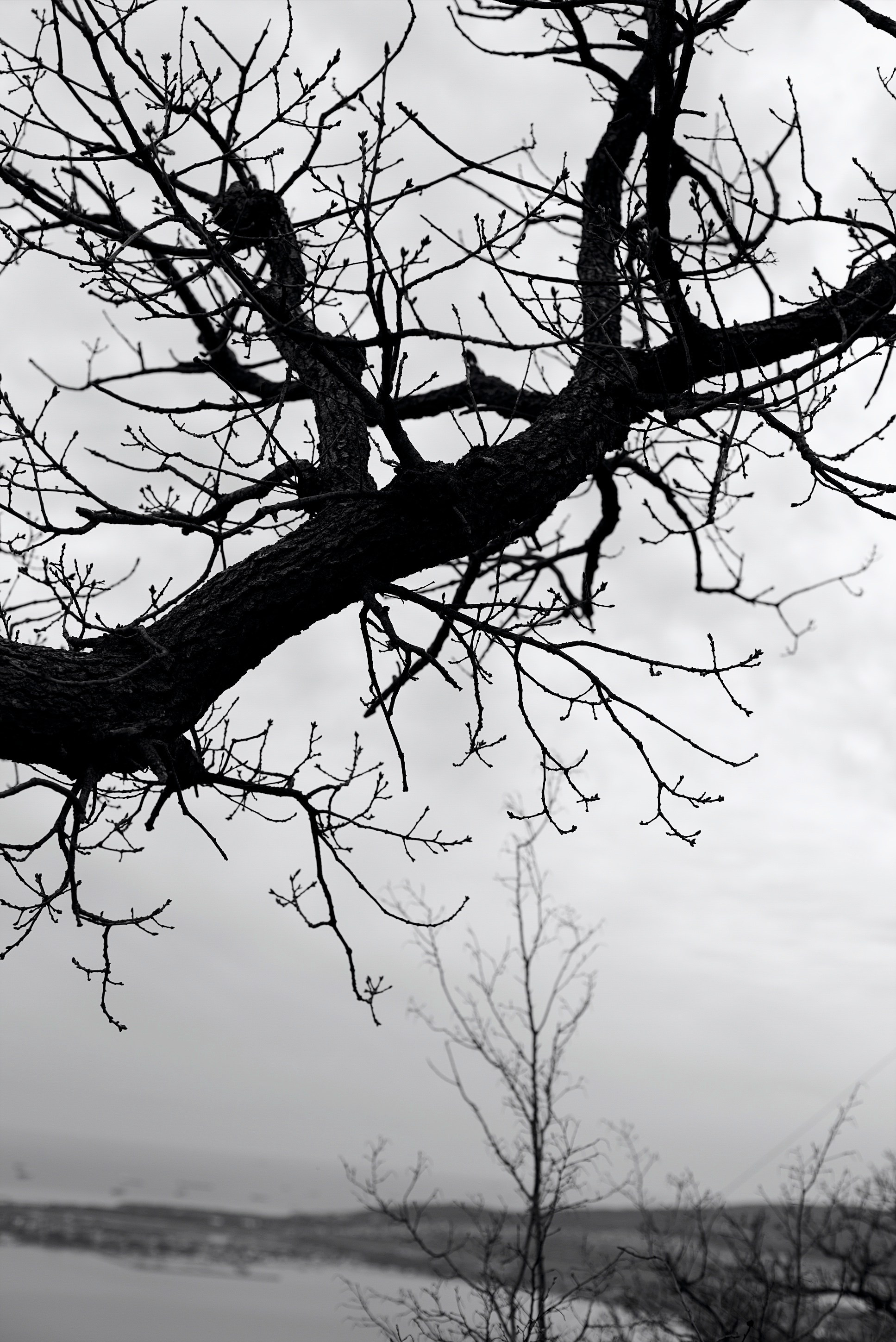 Ольга Жигалова. Анастасия Либерти