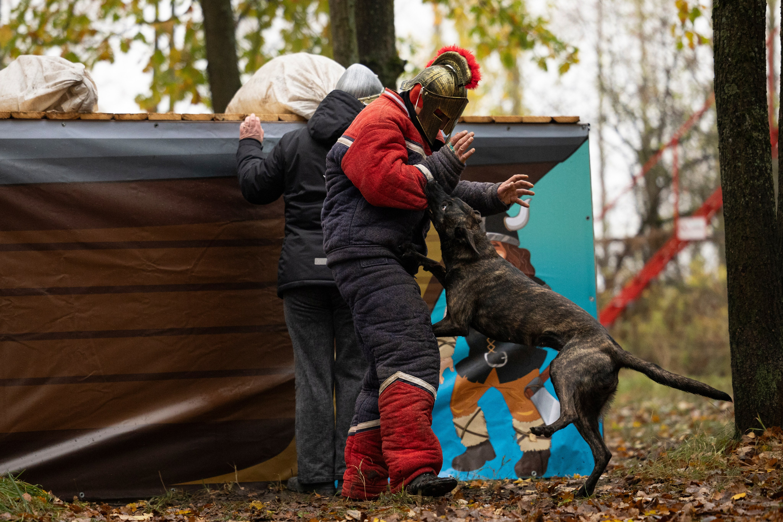 Соревнования по Мондьорингу г. Вологда. Фотограф-анималист Анна Маринич