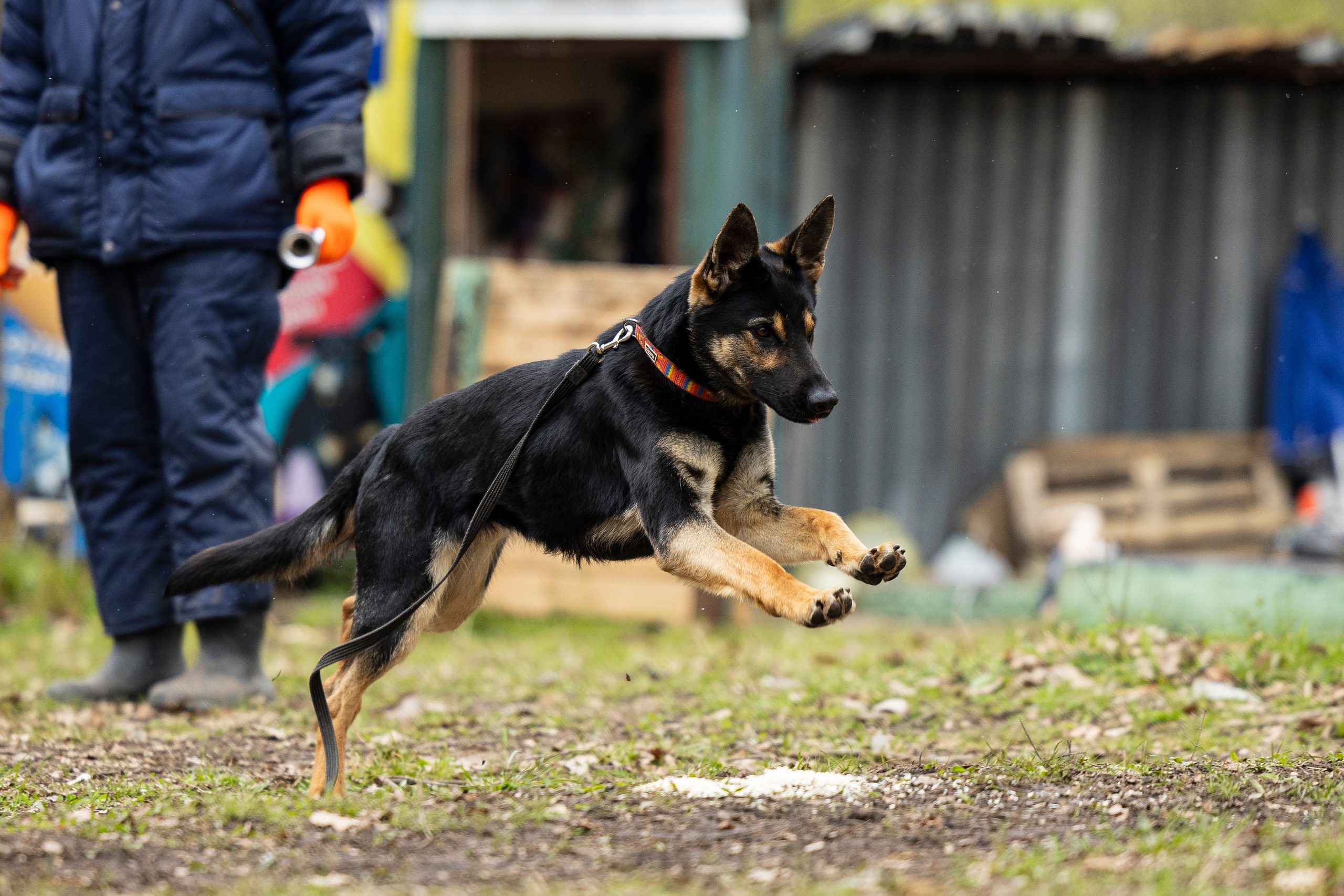 Квалификационные состязания по мондьорингу г. Вологда 11.05.24. Фотограф-анималист Анна Маринич