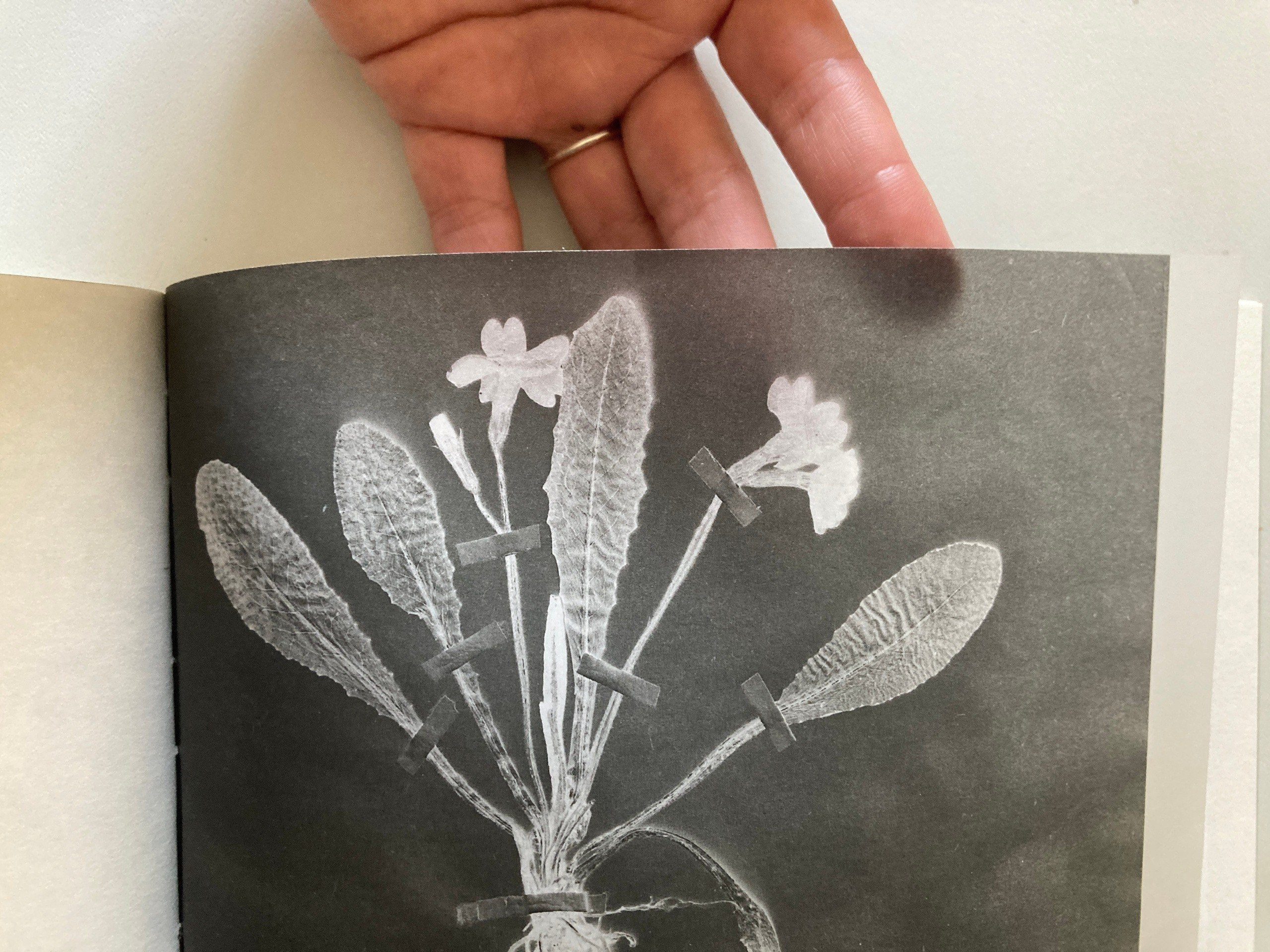 ОБЗОР АКТУАЛЬНЫХ ФОТОКНИГ: САД ЗЕМНЫХ НАСЛАЖДЕНИЙ. Самоорганизация Низина