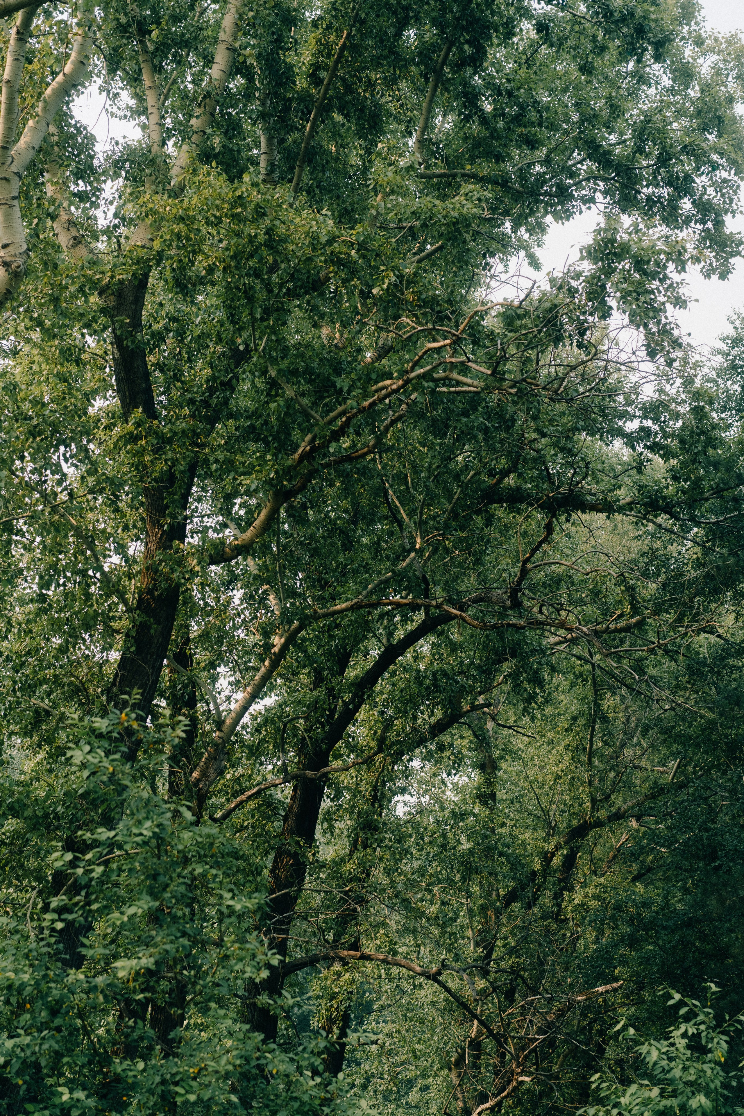 Лагерный сад, Томск. Veronika Popadeikina Photographer