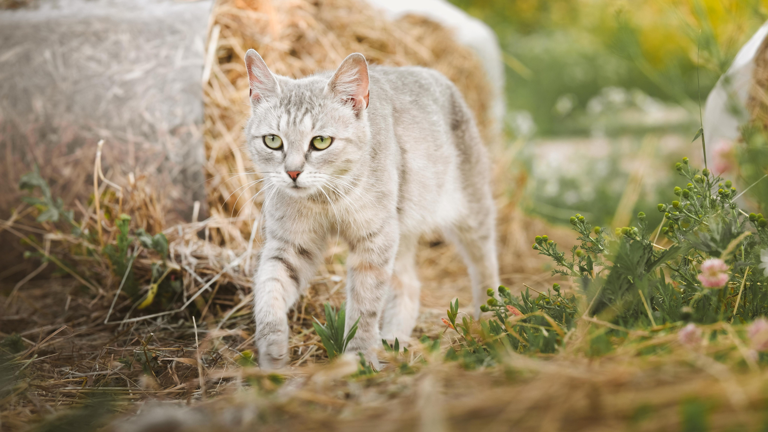 Животные и птицы. KRUTOVA_фотографирую жизнь