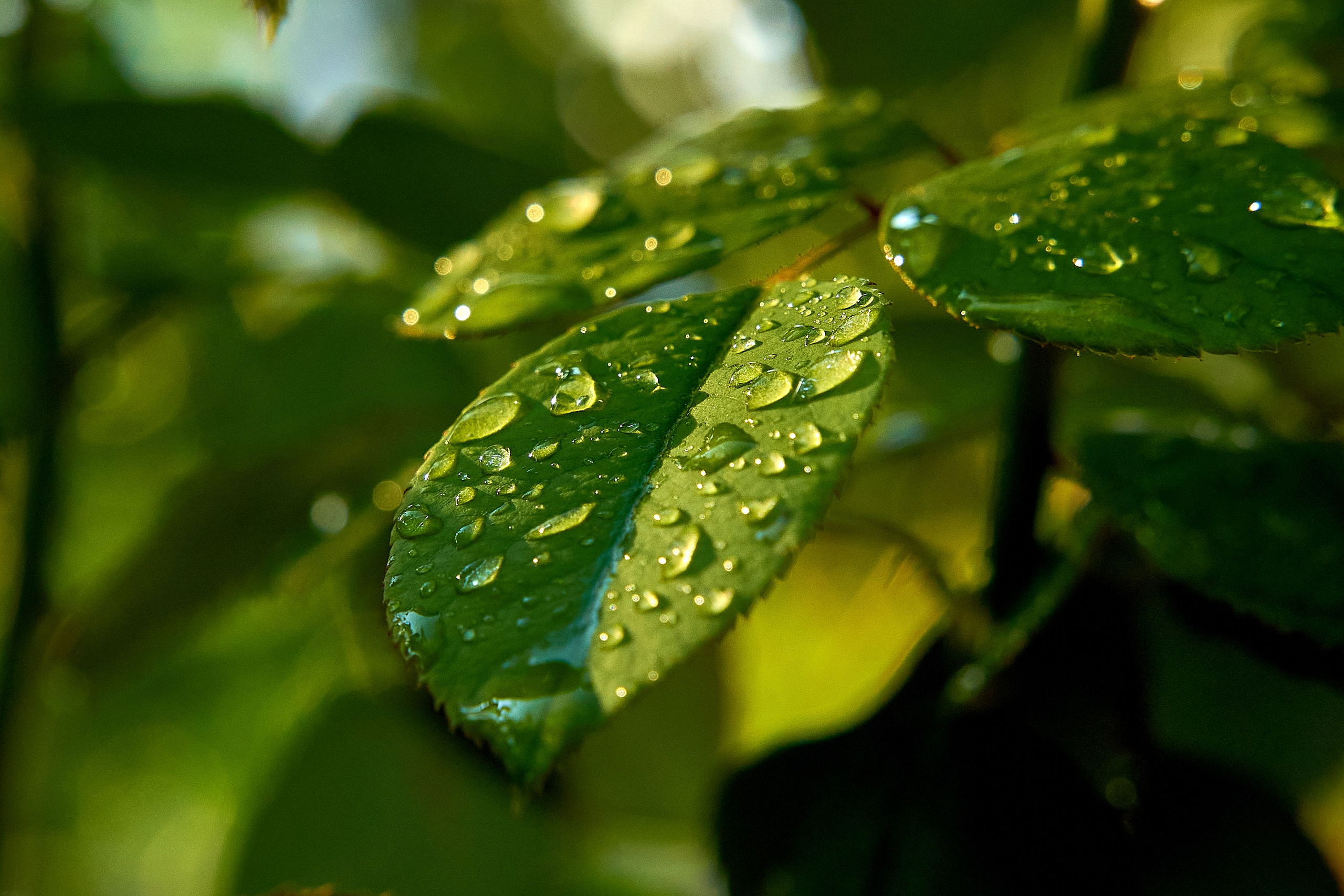 Фото- видео- съемка. Краснодар, Краснодарский край, Крым. Петр Ступень. Свадебное, семейное фото и видео. Москва. Краснодар