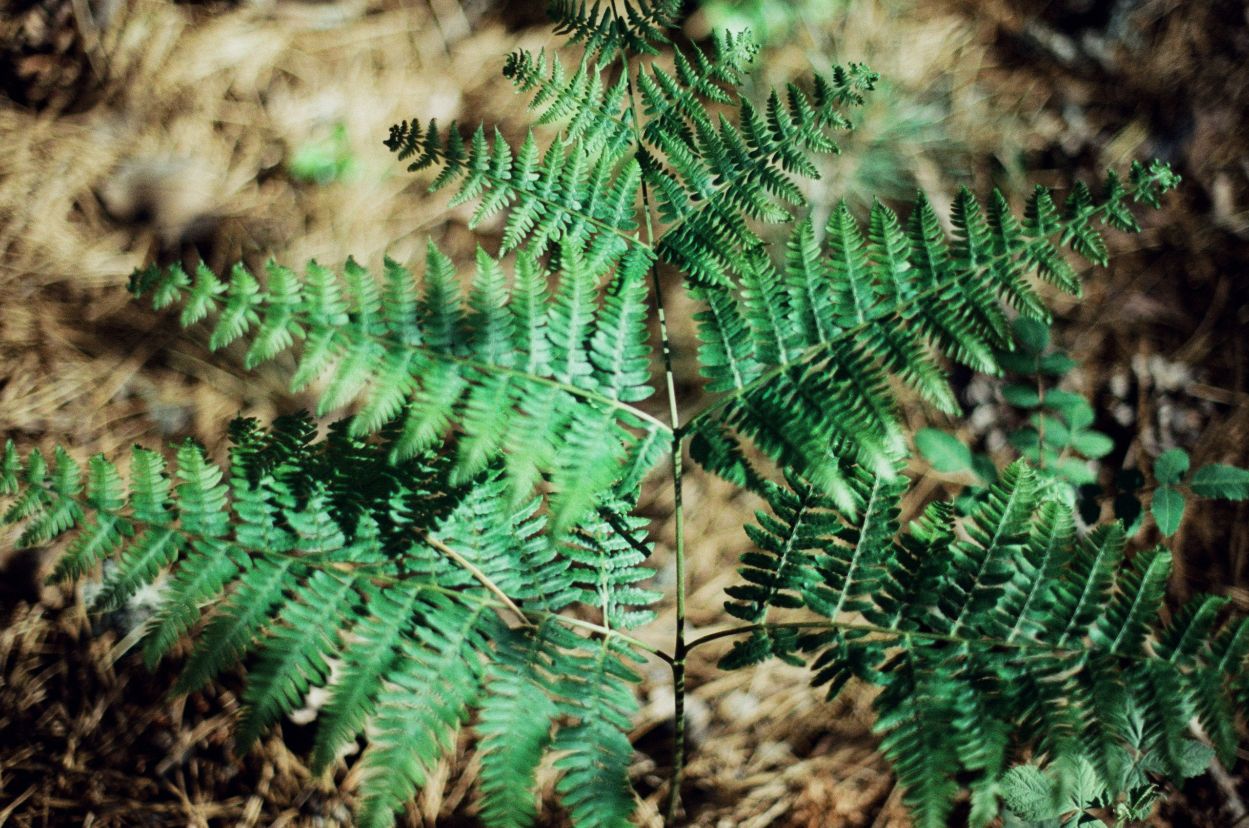 Silver strings // ukraine, crimea VIII. EVER EXPOSED