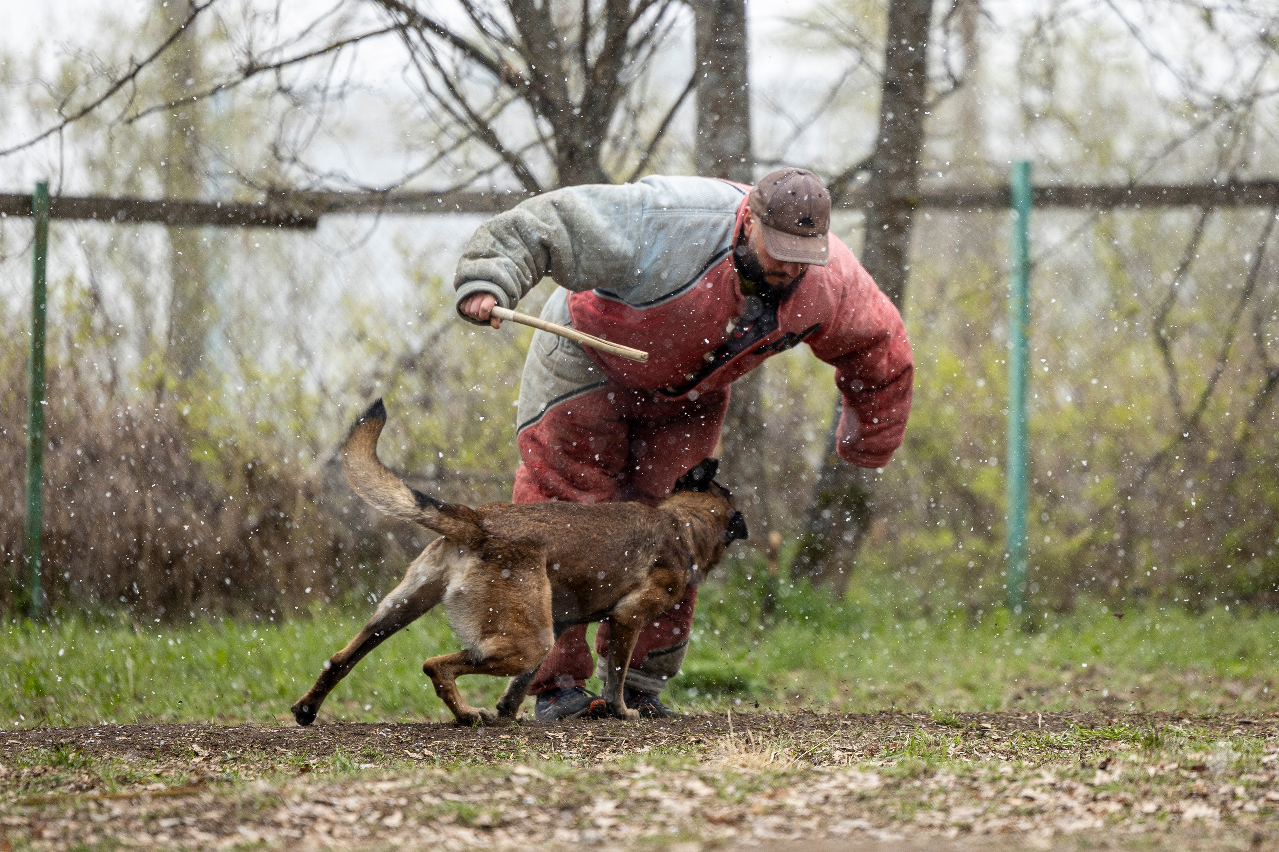 Квалификационные состязания по мондьорингу г. Вологда 11.05.24. Фотограф-анималист Анна Маринич
