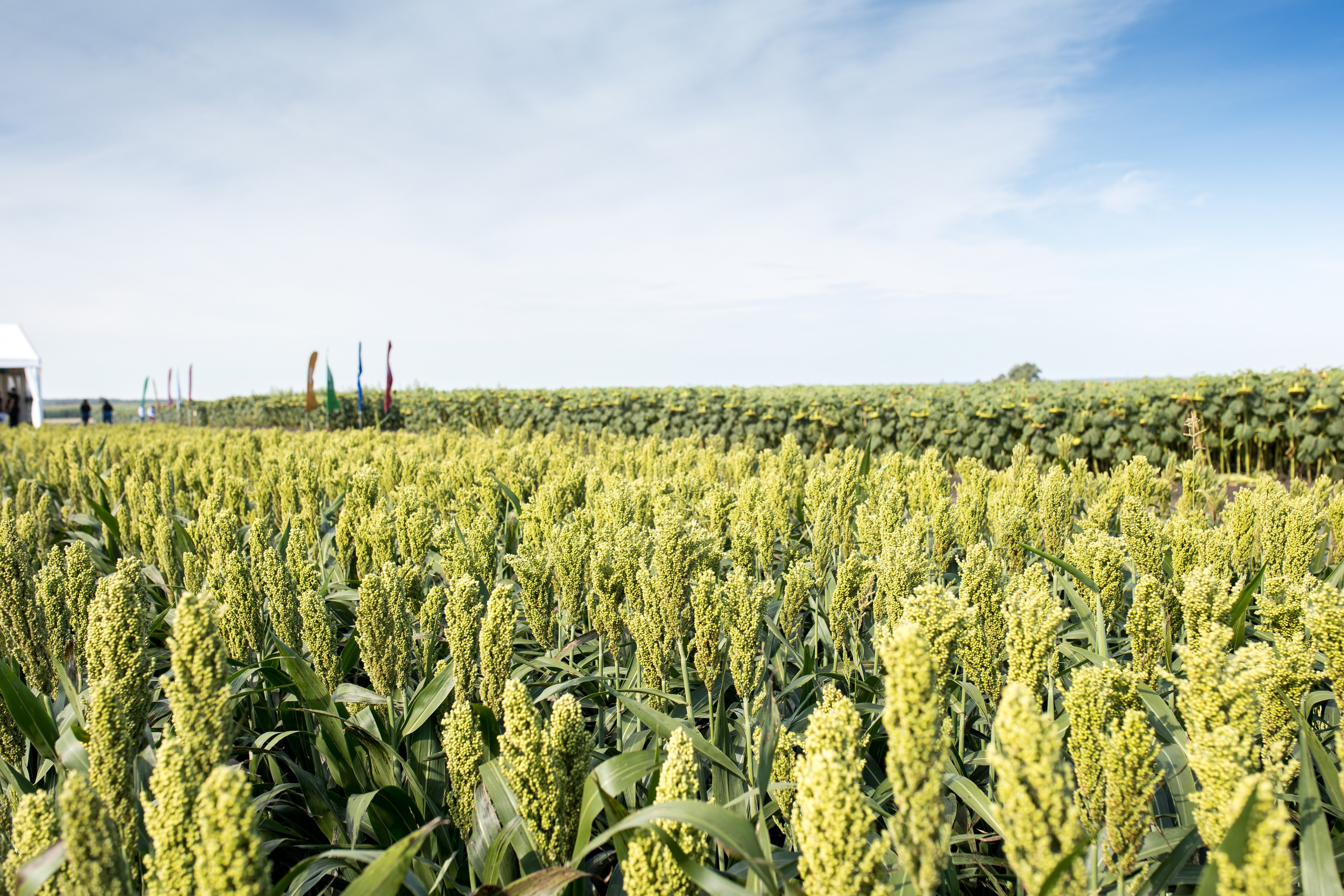 Решения для сельского хозяйства BASF 16.08.2022. Владислав Волков | Фотография и видеосъемка в Воронеже