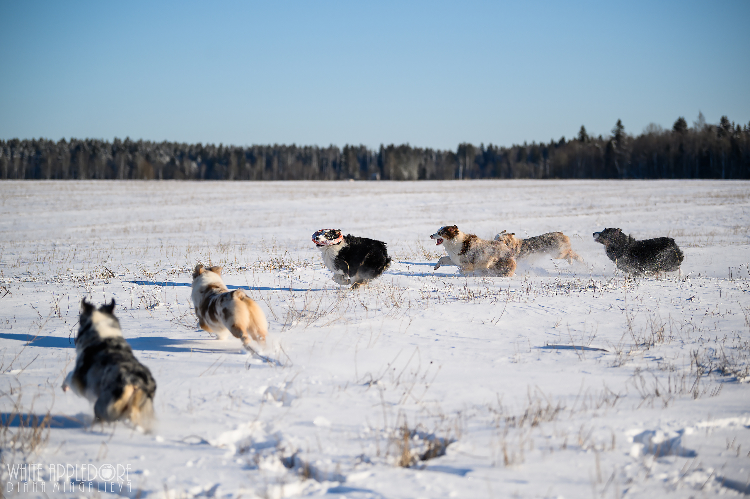 О нас. Питомник австралийских овчарок «APPLEDORE»
