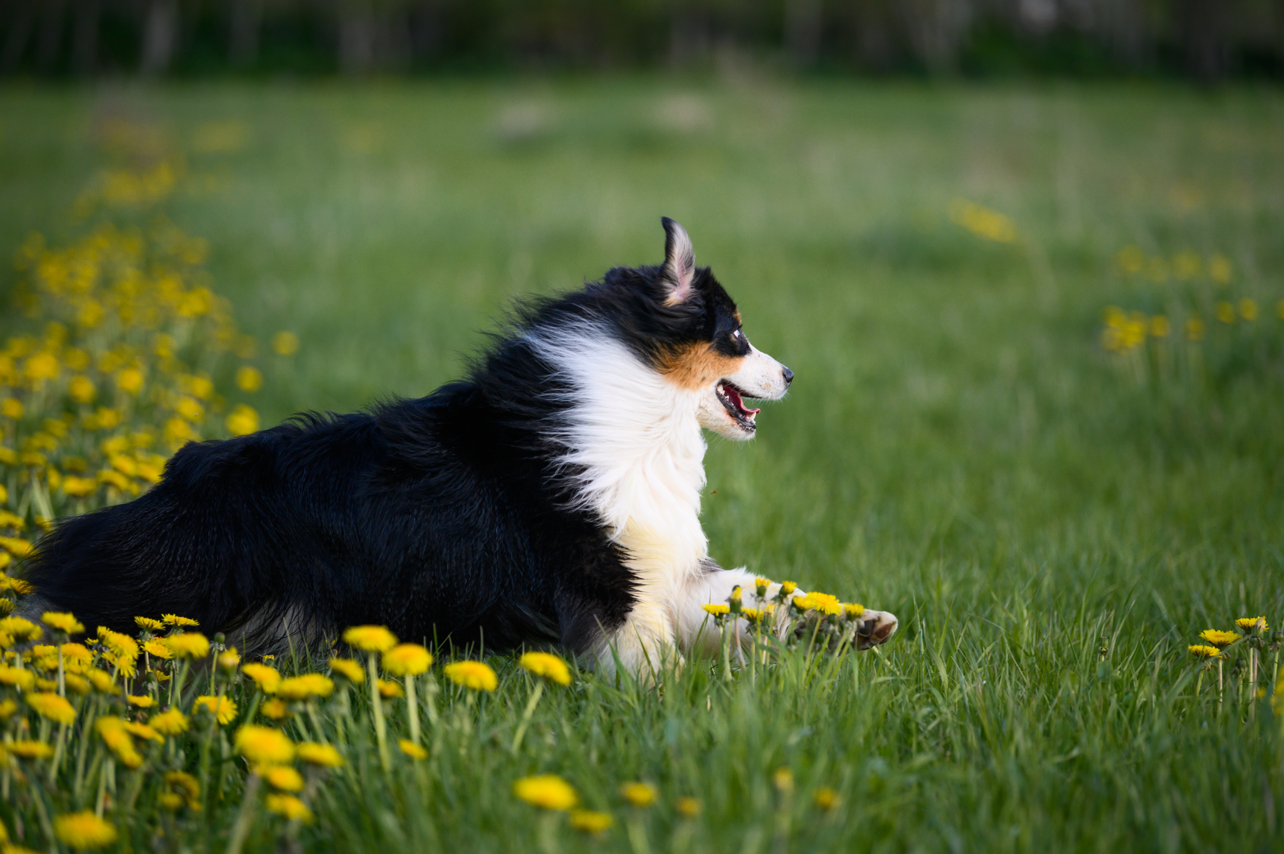 ШЕЛДОН. Питомник австралийских овчарок «APPLEDORE»