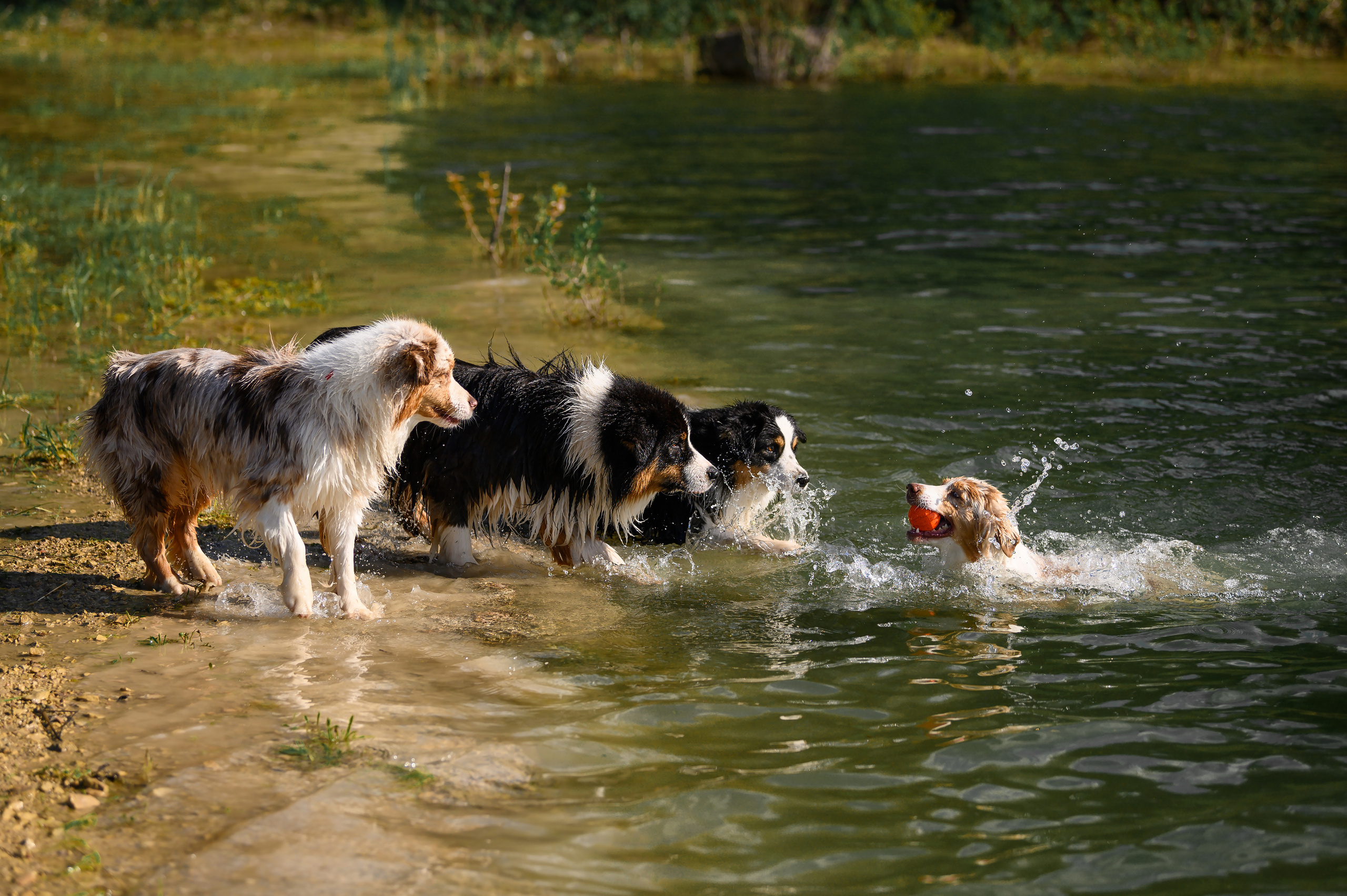 О нас. Питомник австралийских овчарок «APPLEDORE»