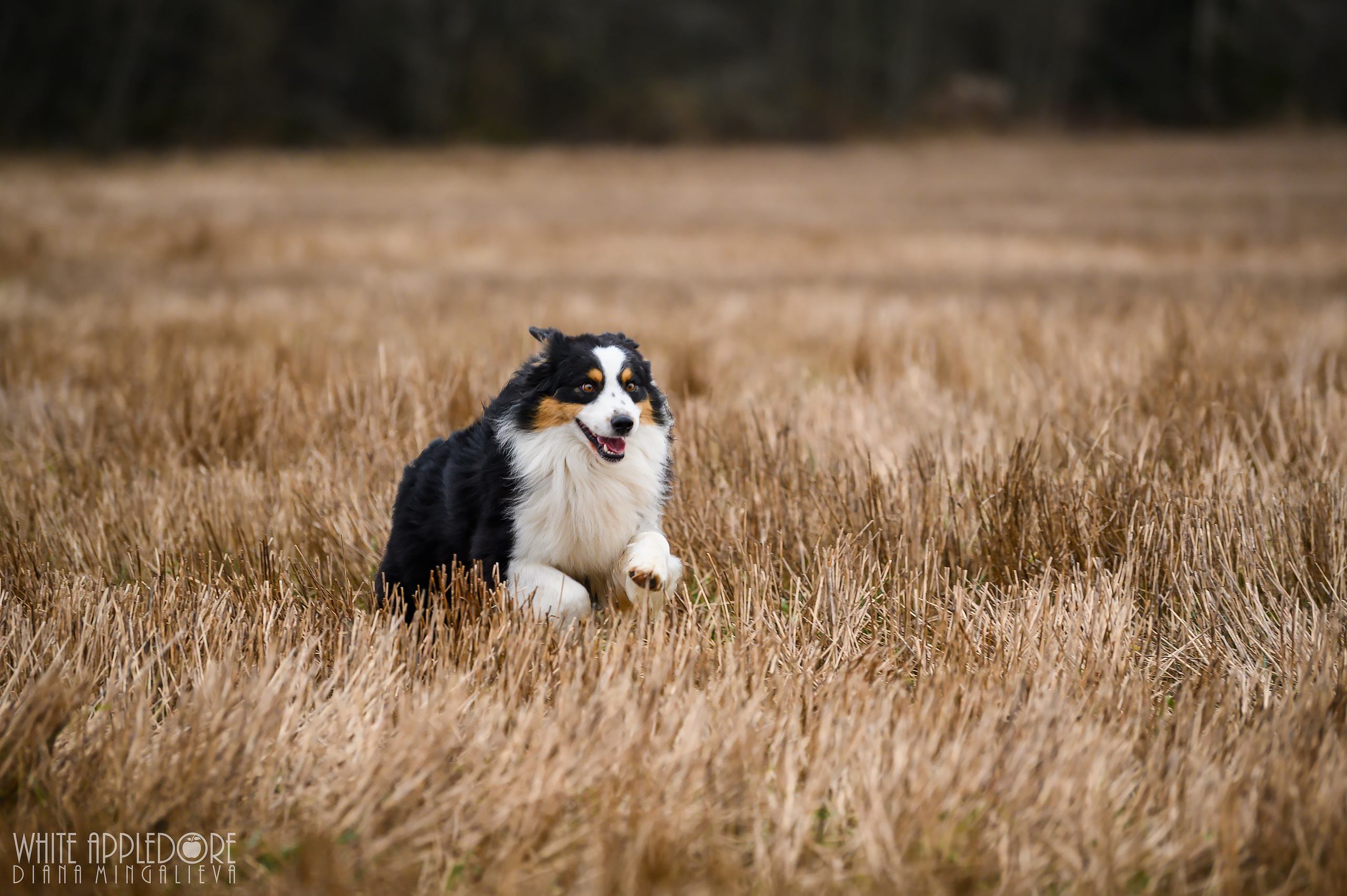 О нас. Питомник австралийских овчарок «APPLEDORE»