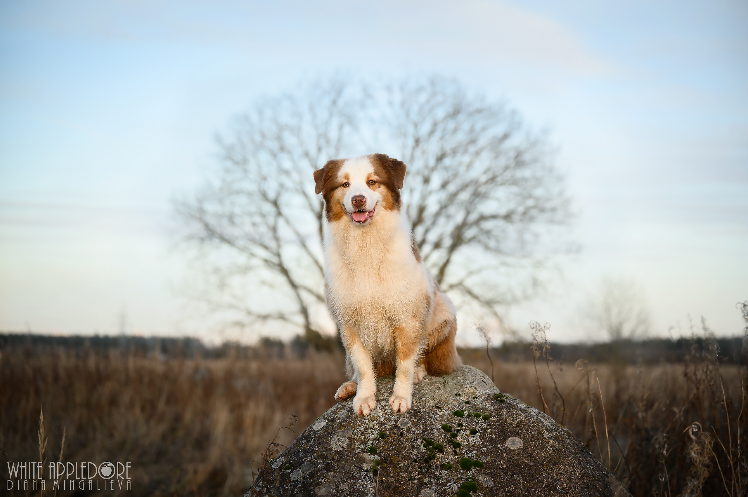 О нас. Питомник австралийских овчарок «APPLEDORE»
