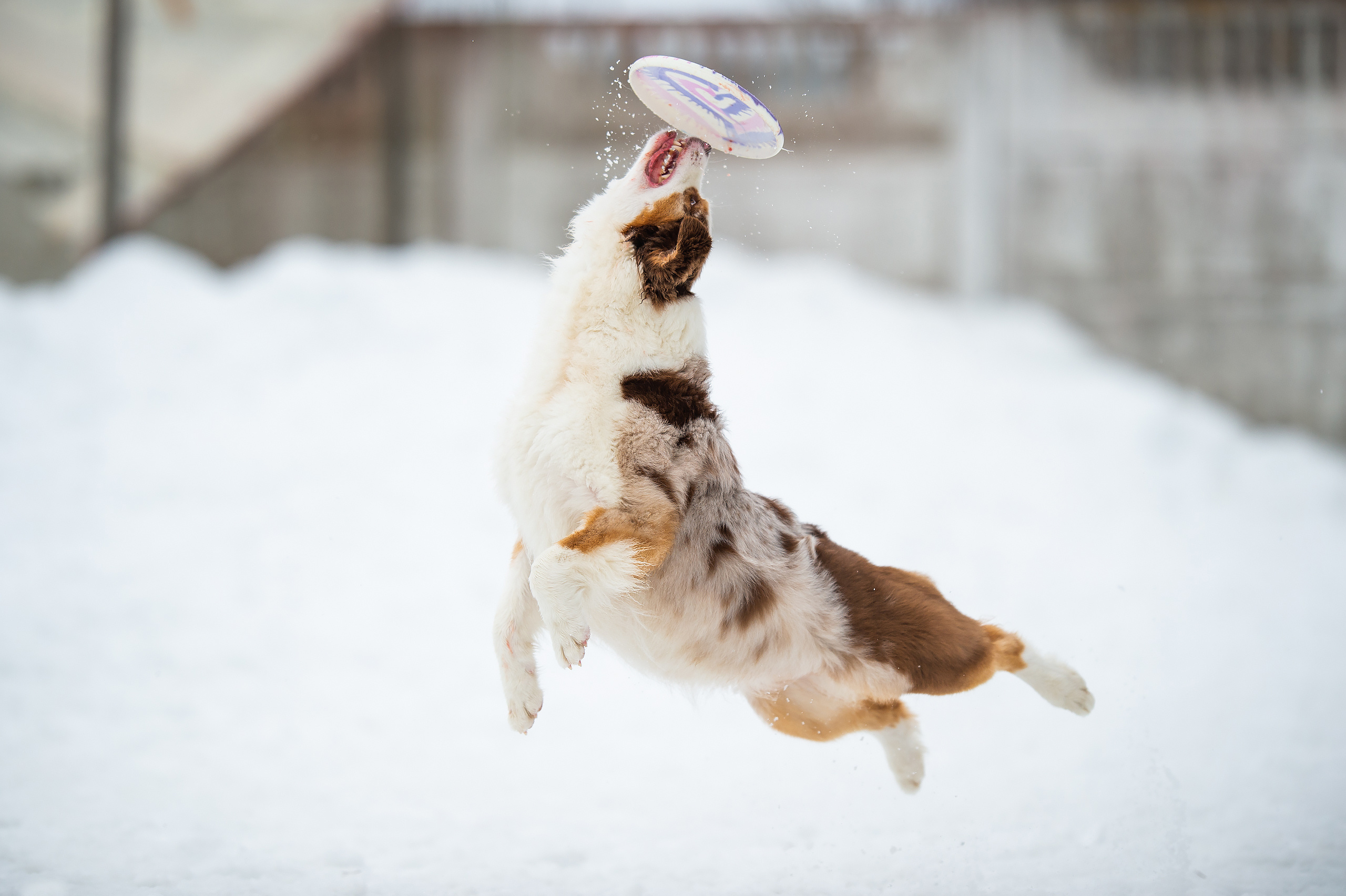 О нас. Питомник австралийских овчарок «APPLEDORE»