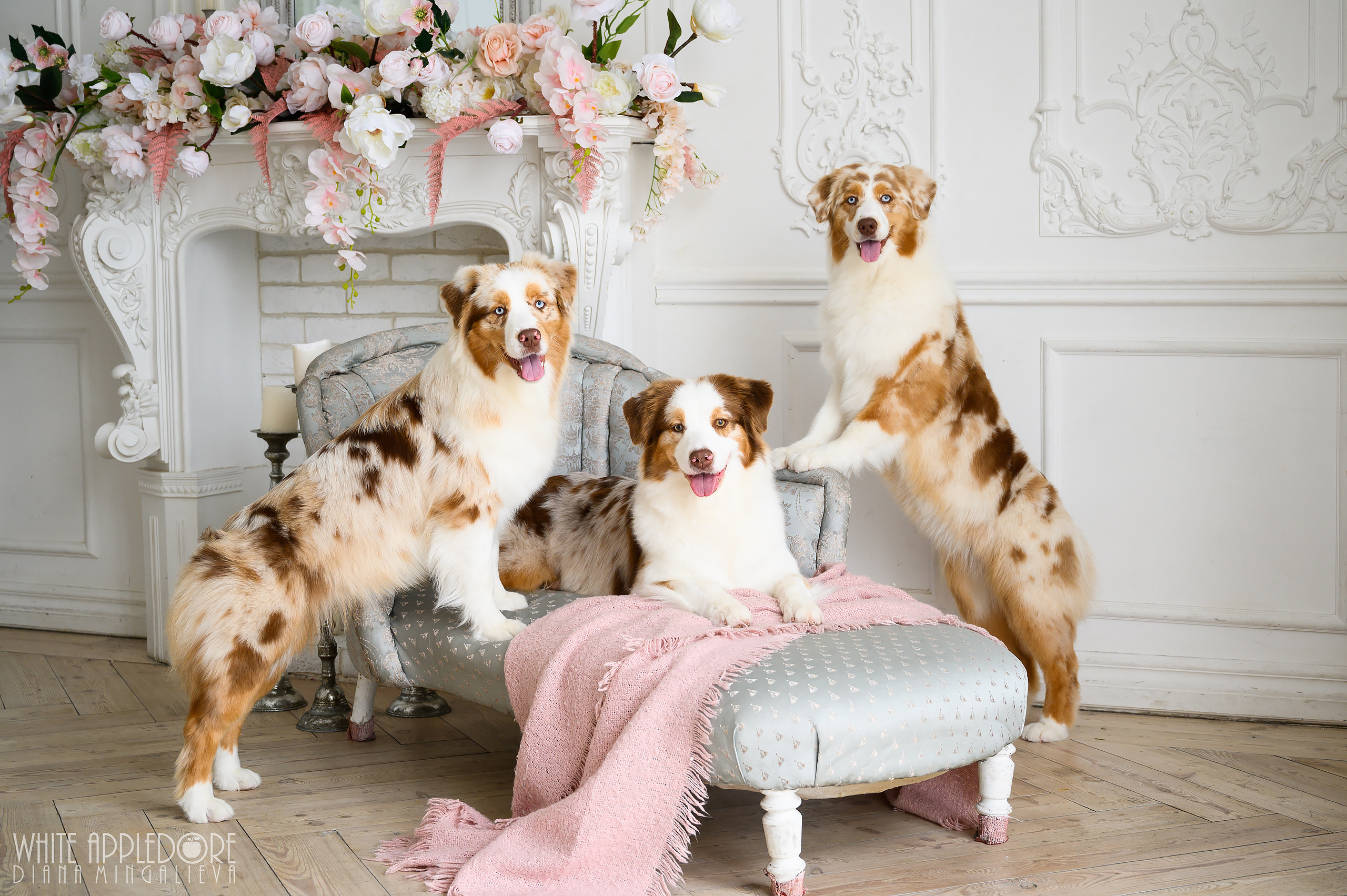 О нас. Питомник австралийских овчарок «APPLEDORE»