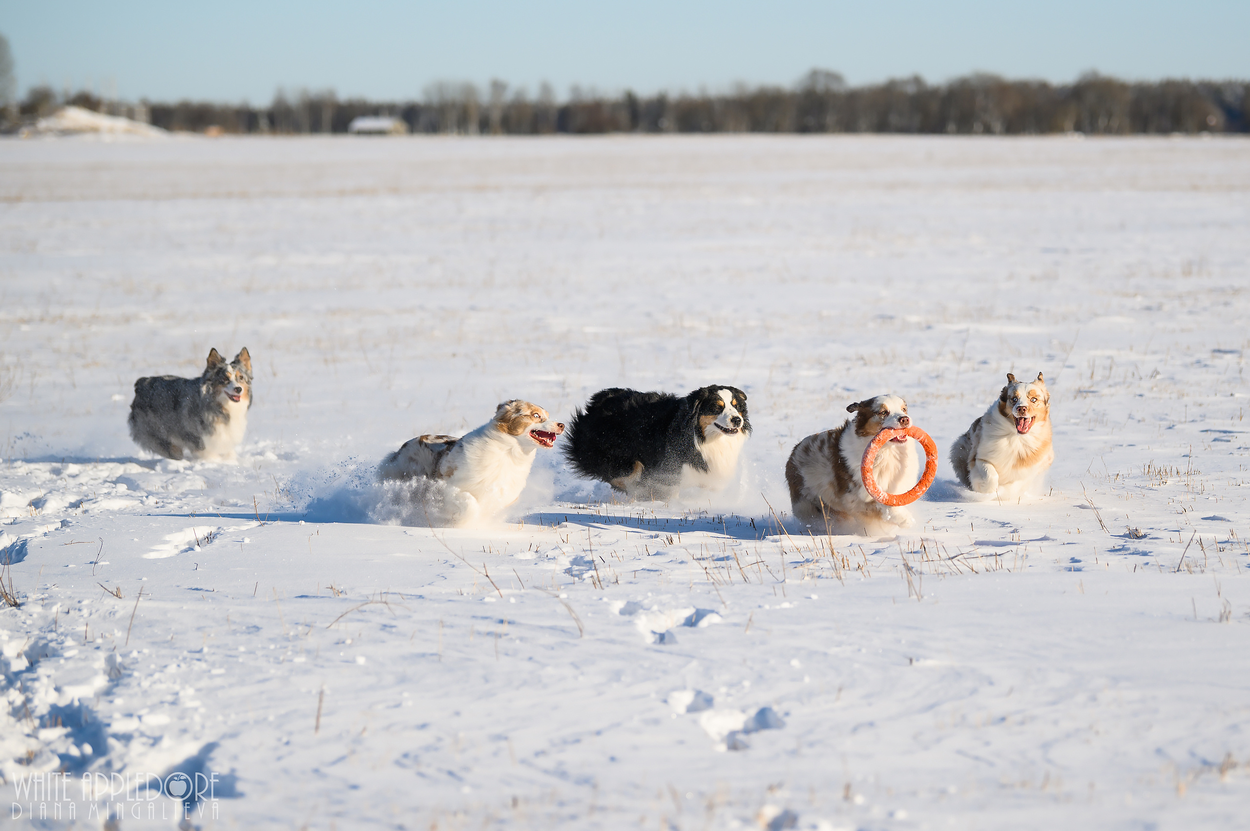 О нас. Питомник австралийских овчарок «APPLEDORE»