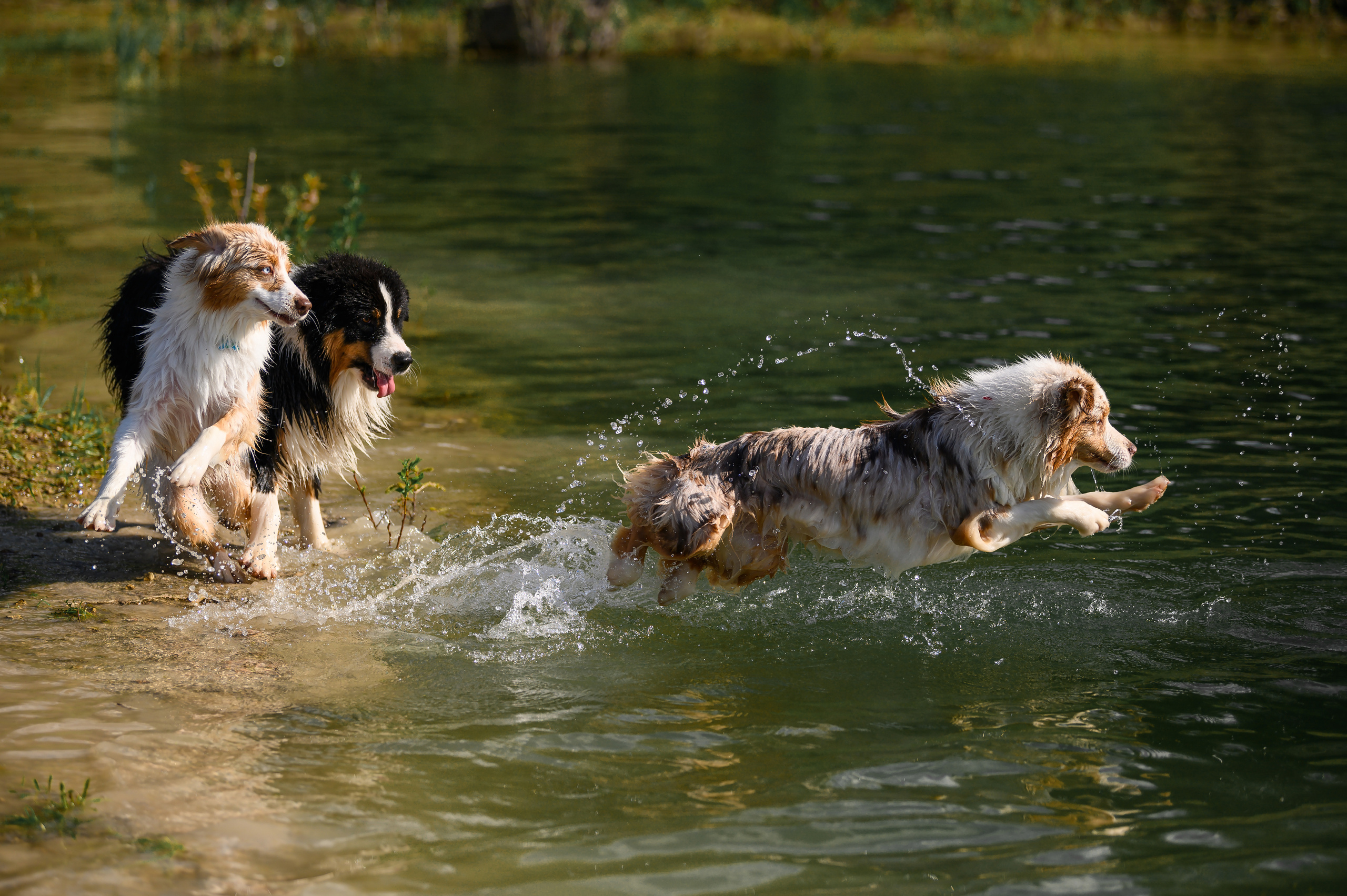 О нас. Питомник австралийских овчарок «APPLEDORE»