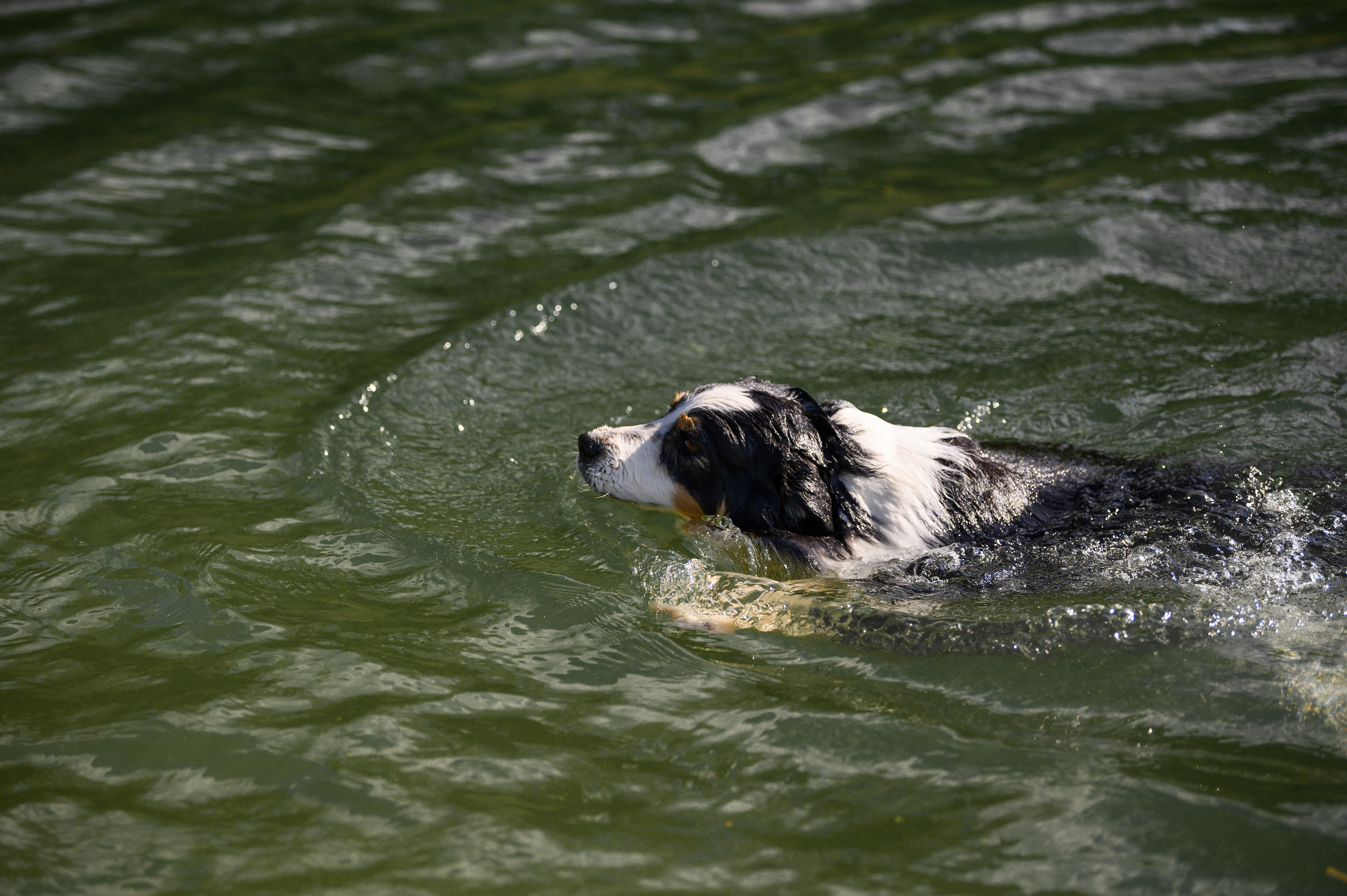 ШЕЛДОН. Питомник австралийских овчарок «APPLEDORE»