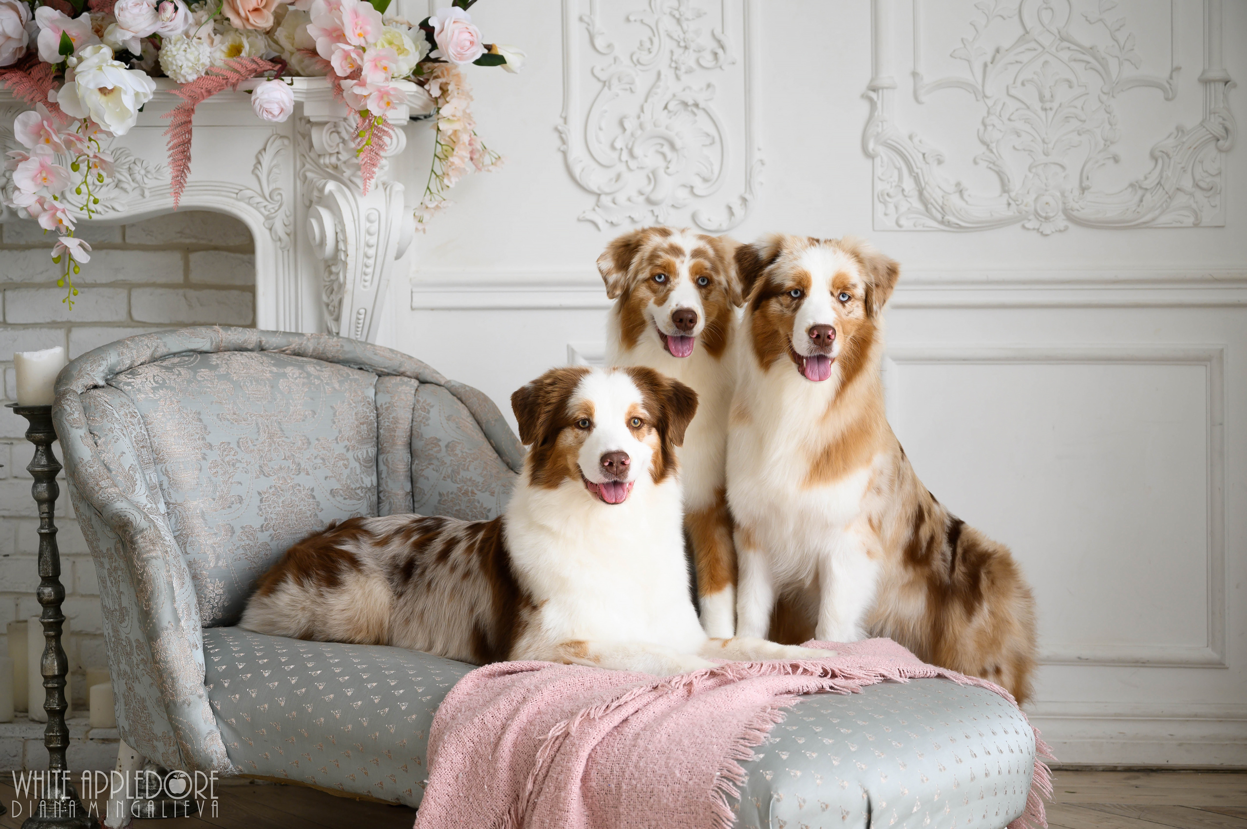 О нас. Питомник австралийских овчарок «APPLEDORE»