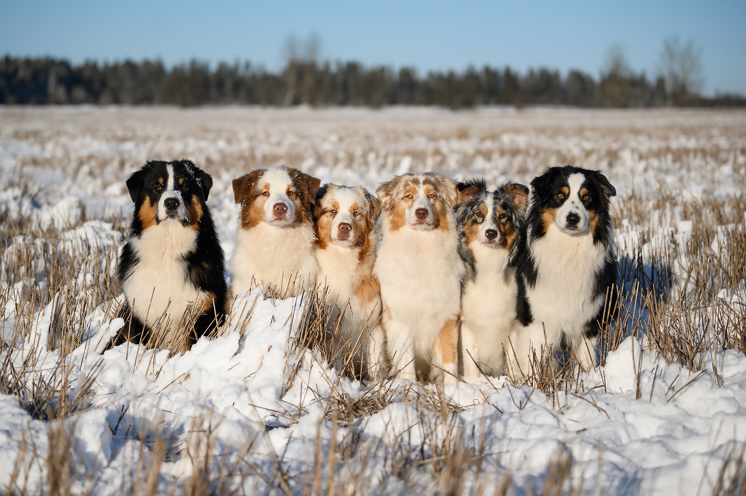 О нас. Питомник австралийских овчарок «APPLEDORE»