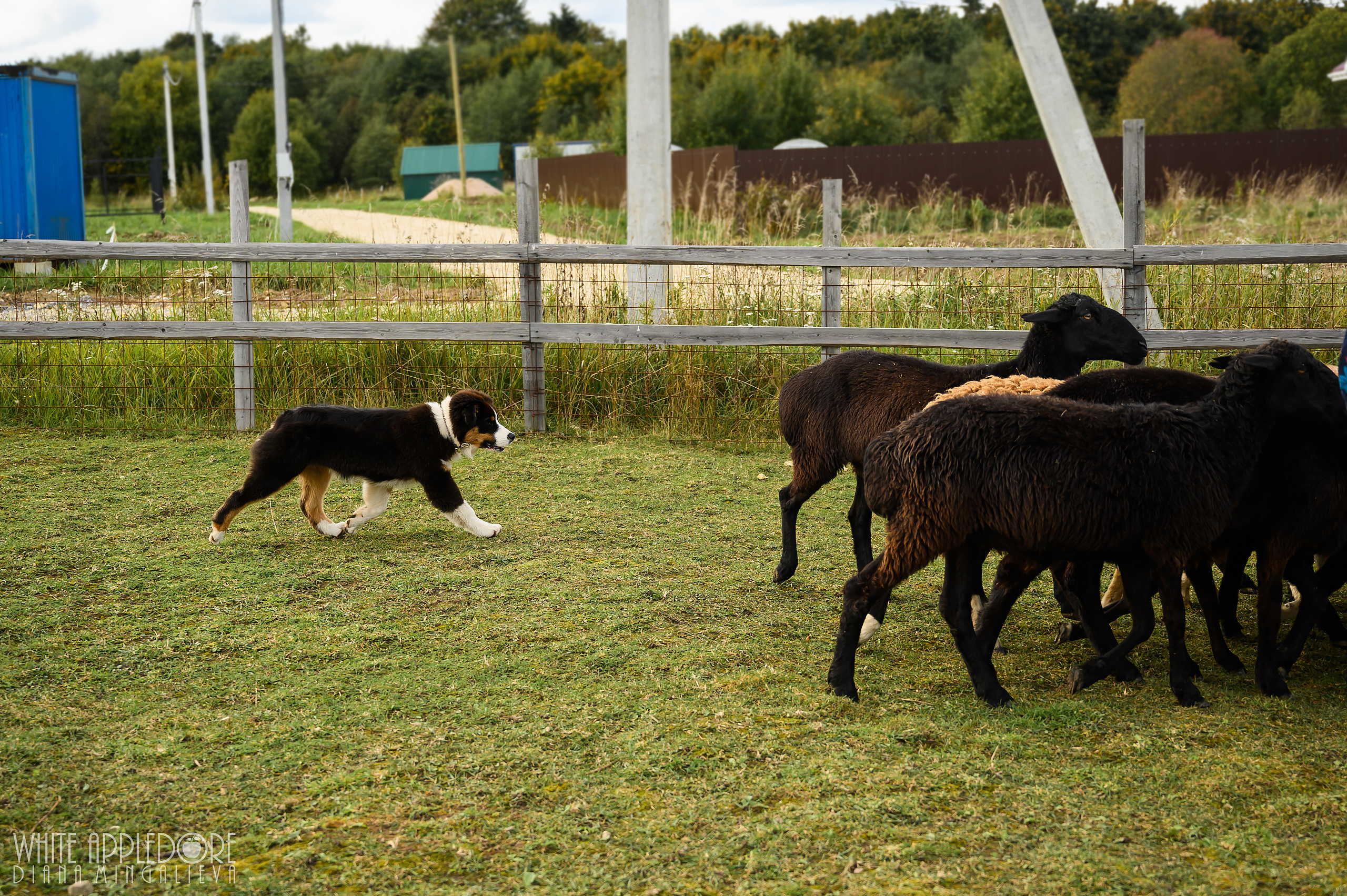 О нас. Питомник австралийских овчарок «APPLEDORE»
