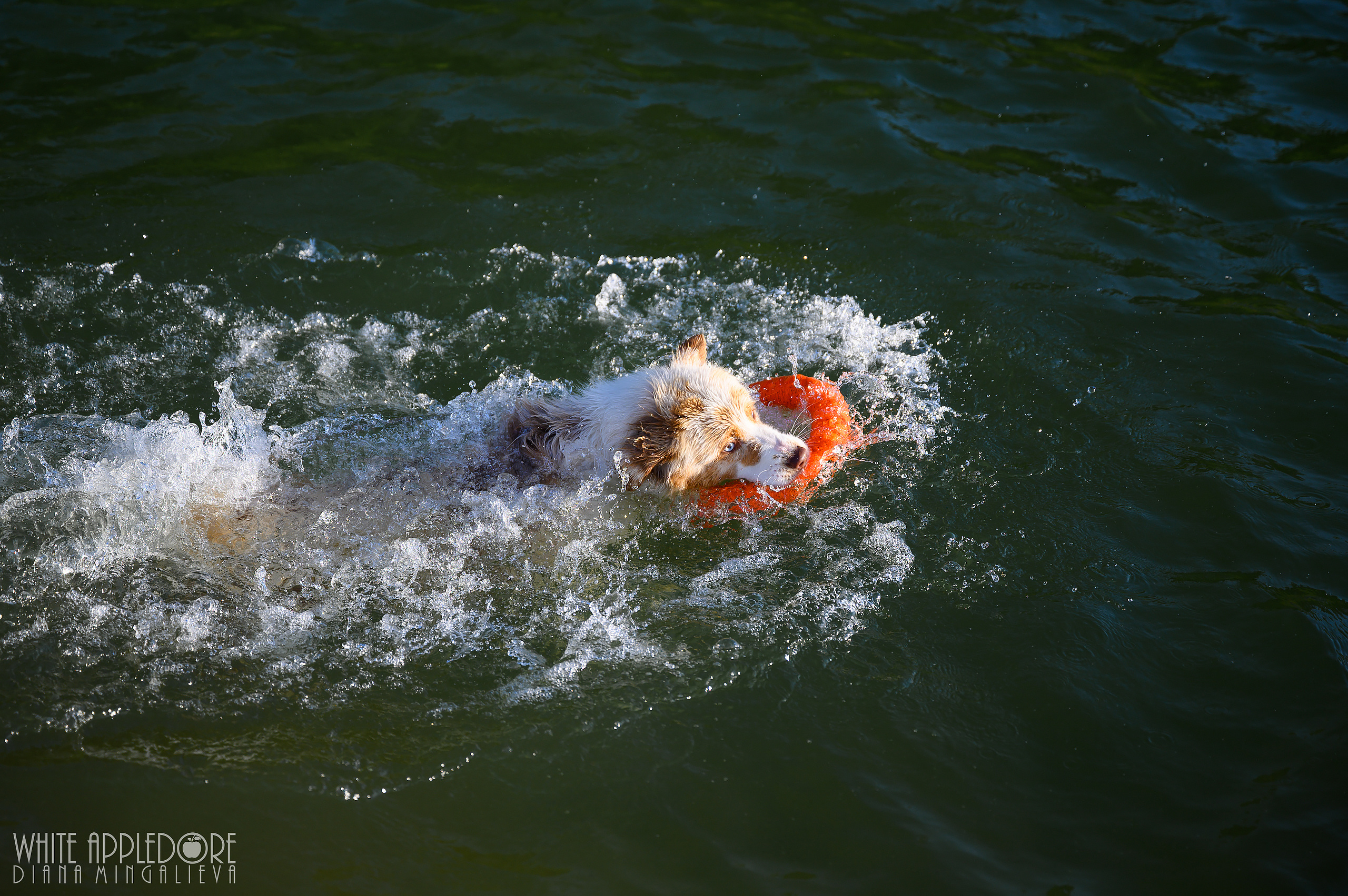 О нас. Питомник австралийских овчарок «APPLEDORE»