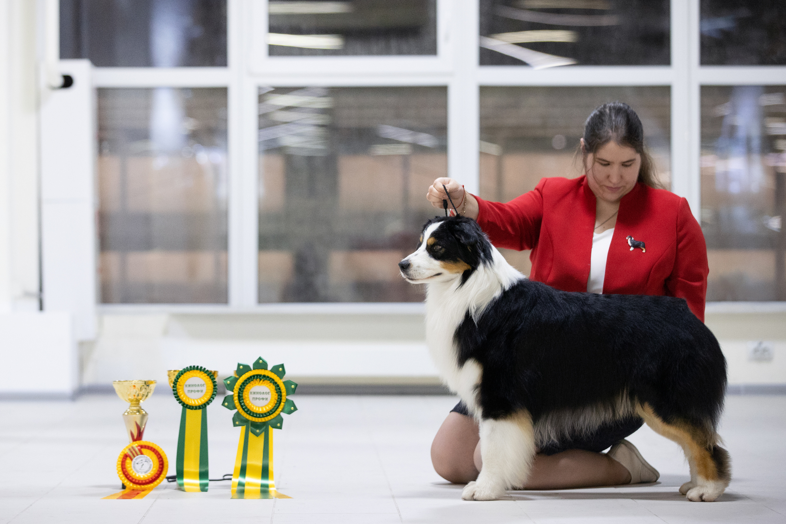 ШЕЛДОН. Питомник австралийских овчарок «APPLEDORE»