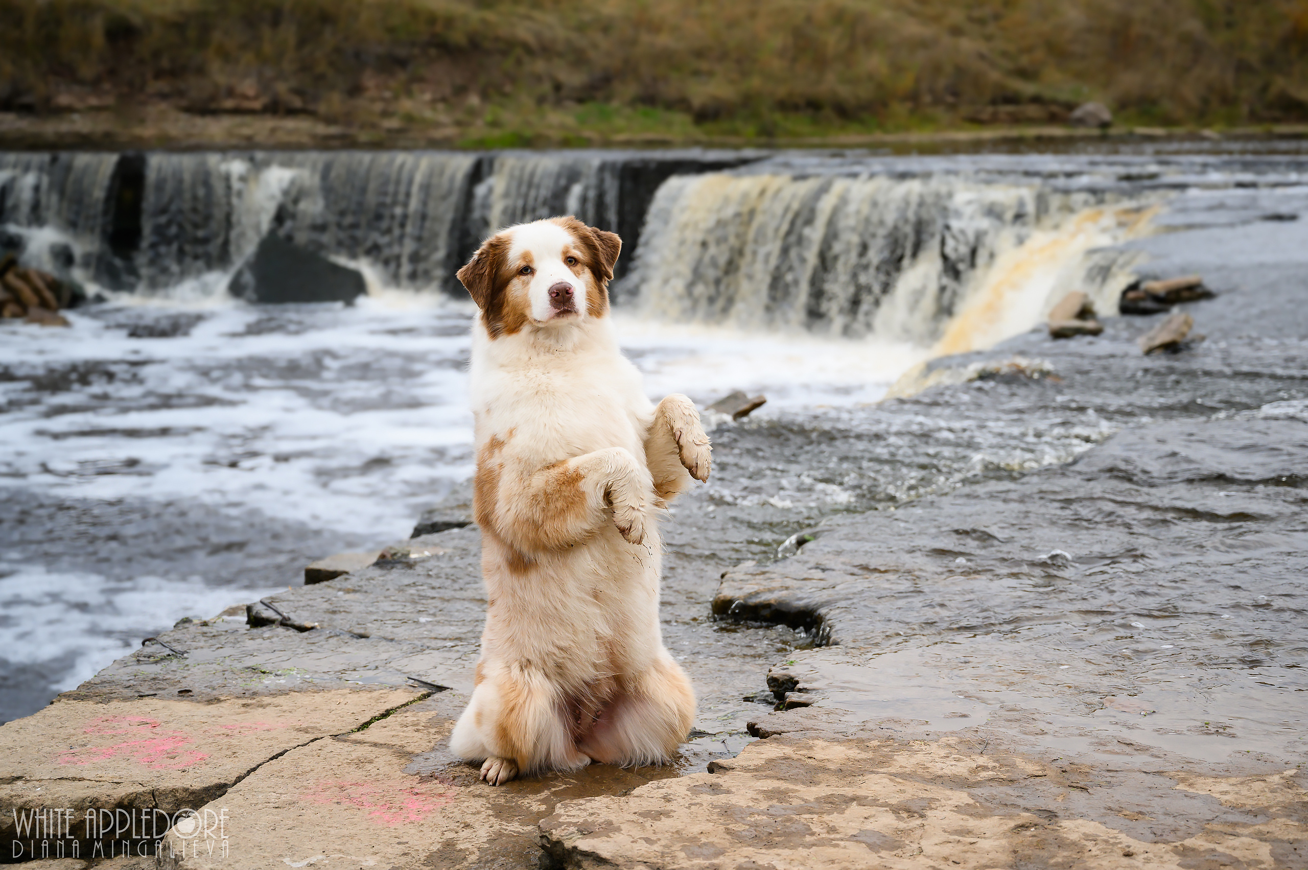 О нас. Питомник австралийских овчарок «APPLEDORE»