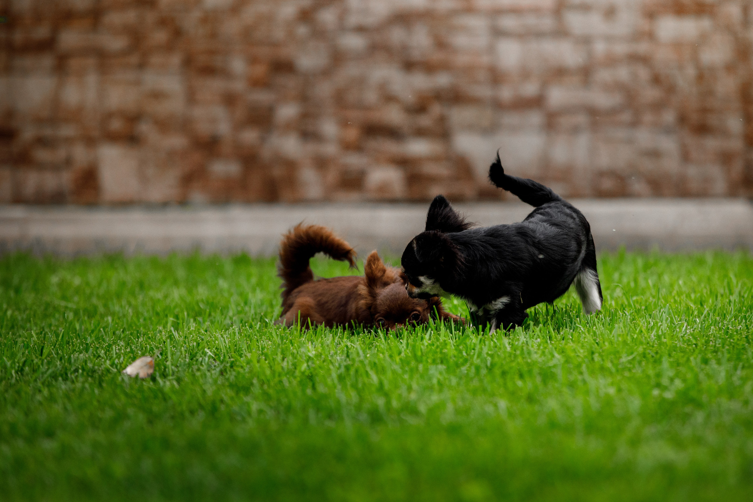 Болтовня в саду. О нас