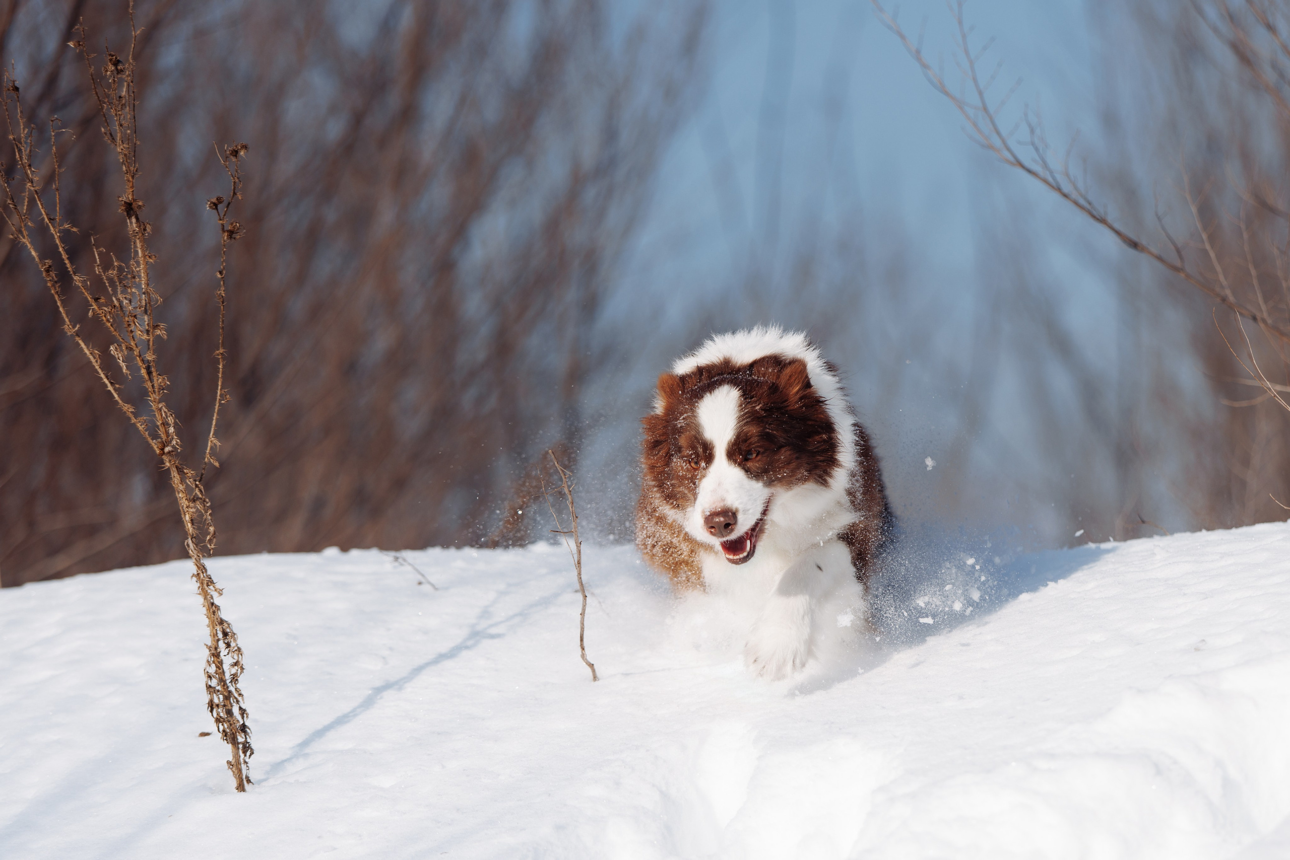 Яркий январь. О нас
