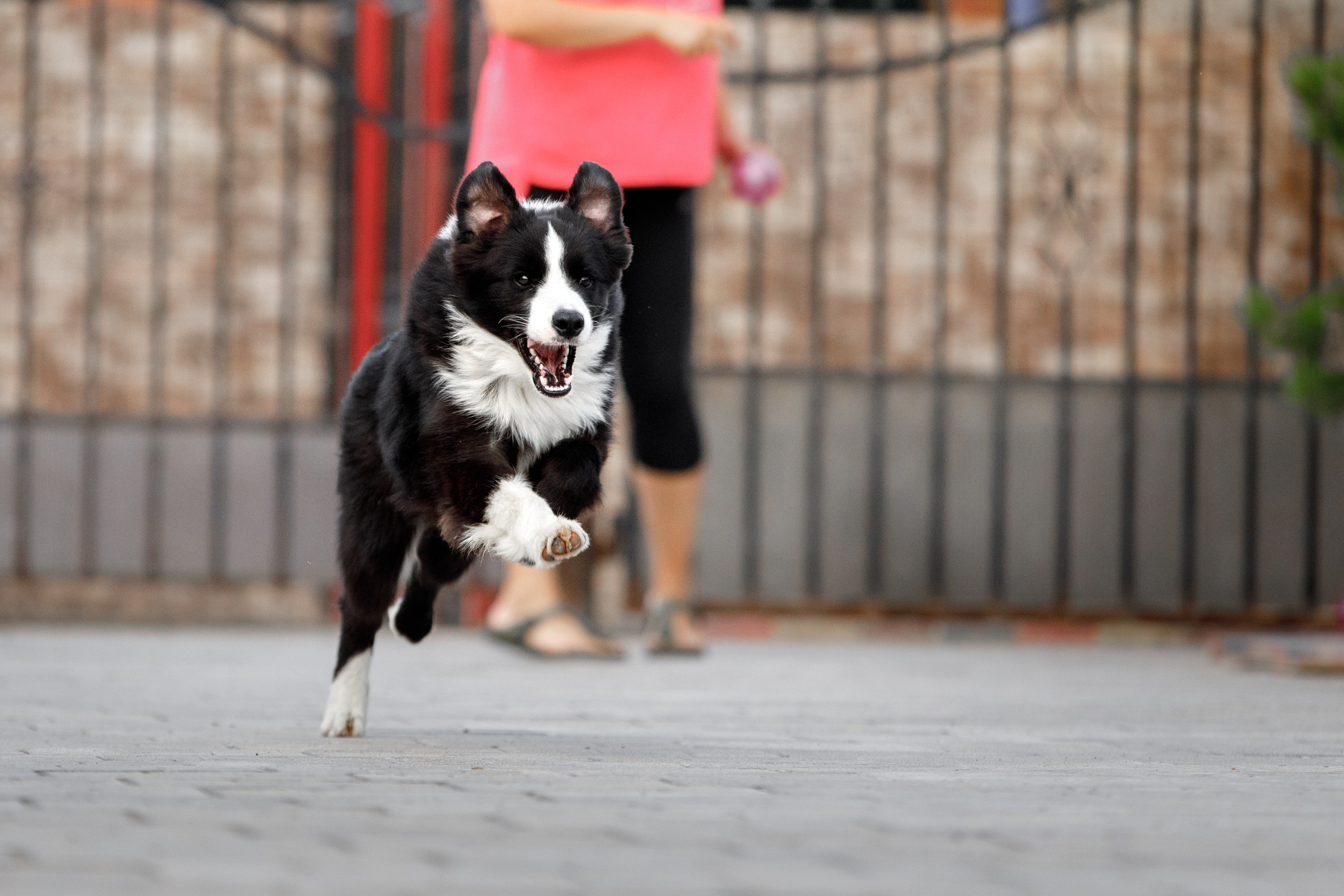 Болтовня в саду. О нас