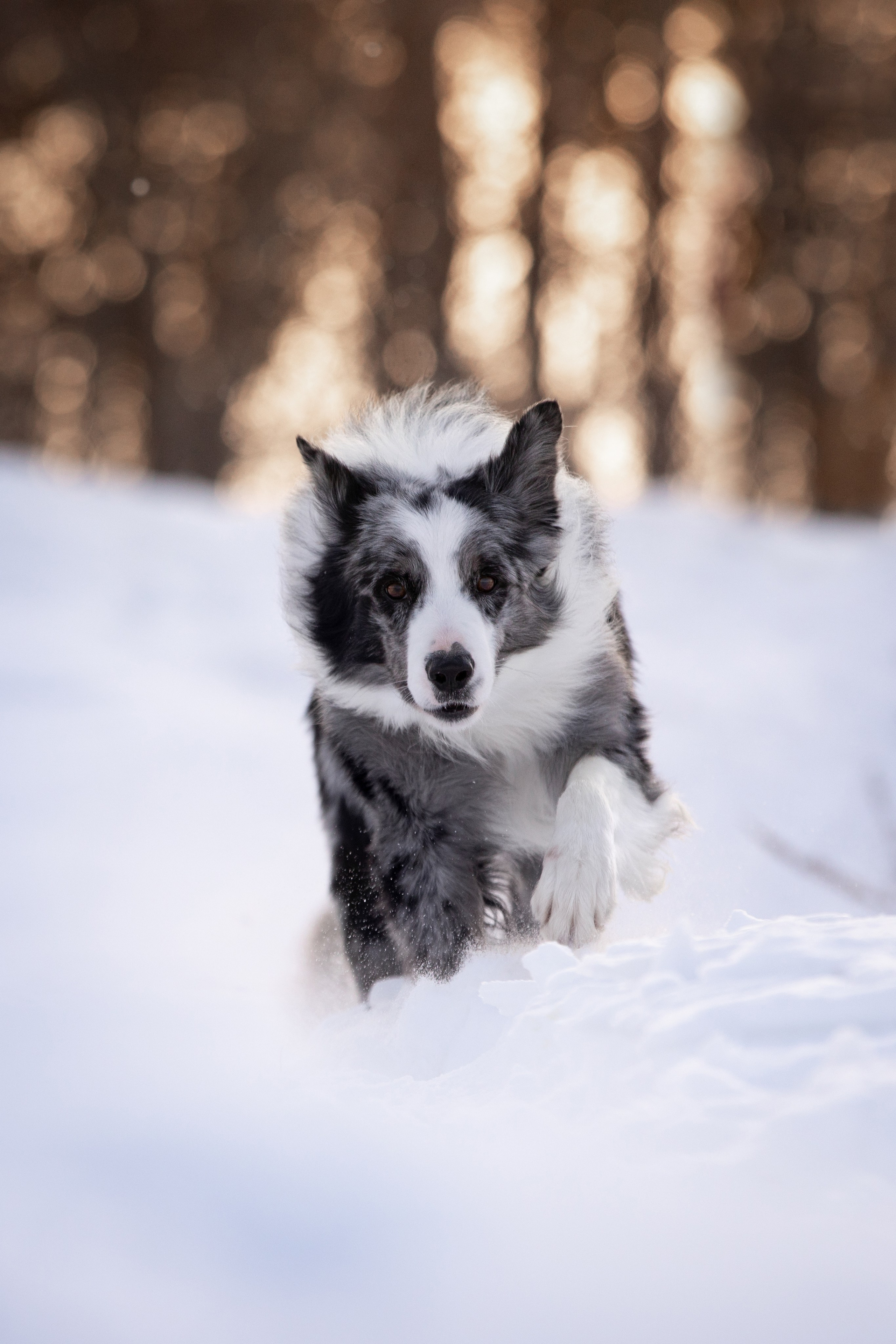 Мороз и солнце. О нас