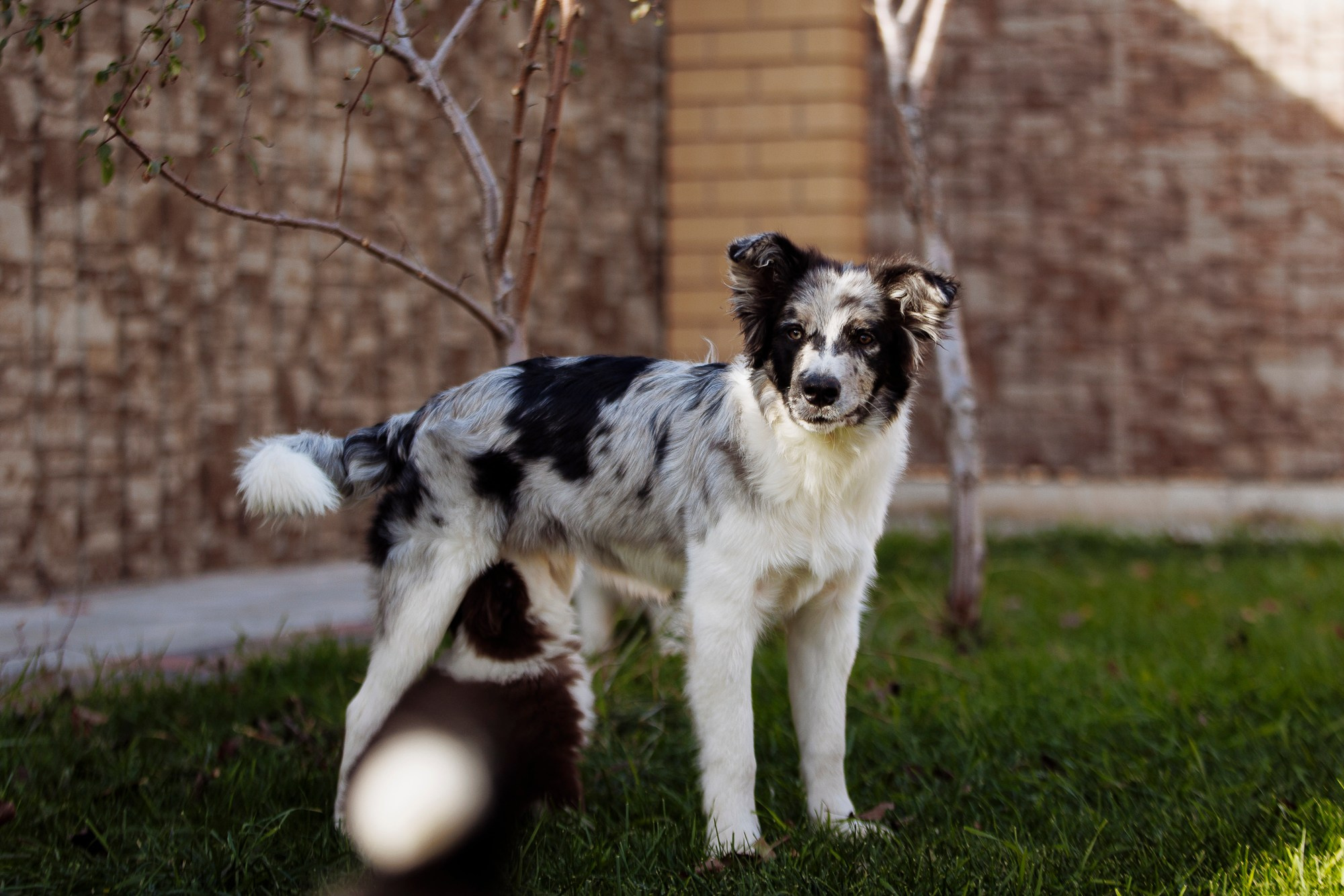 У дома с большой компанией от мала до велика. О нас