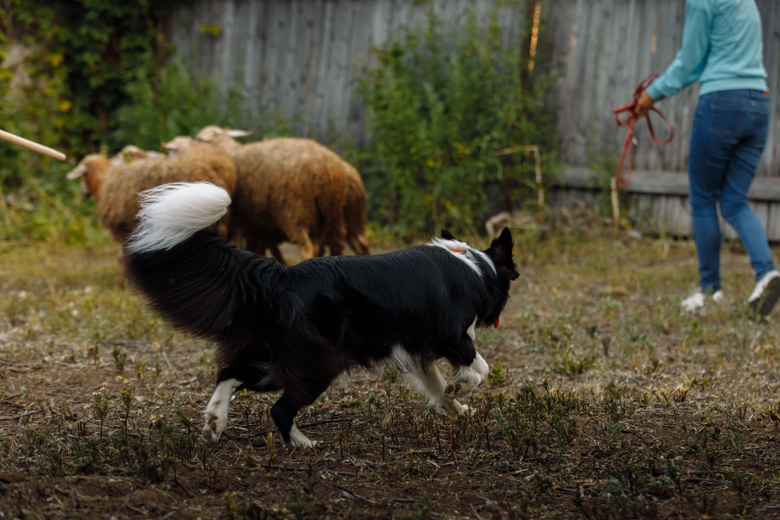 Овечий день. О нас