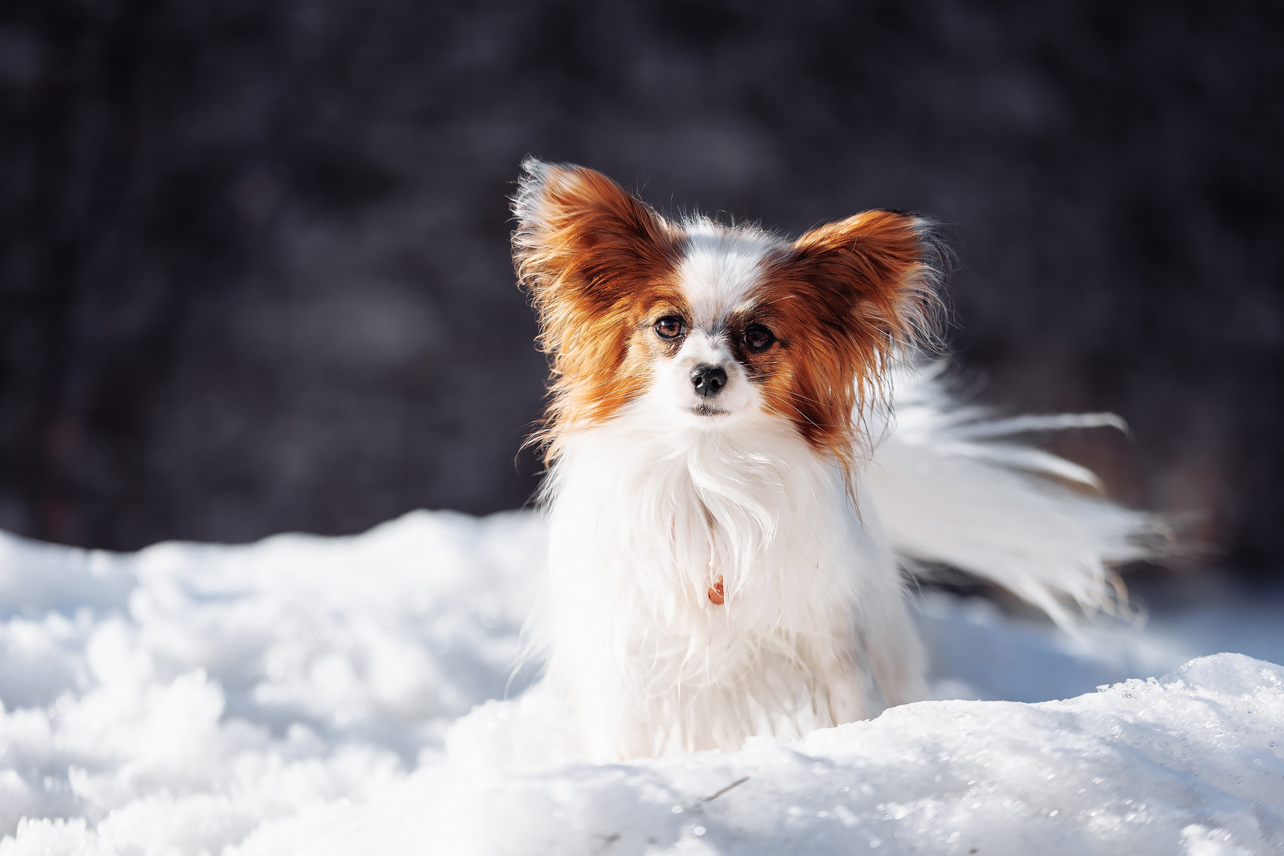 Пока таяло. О нас