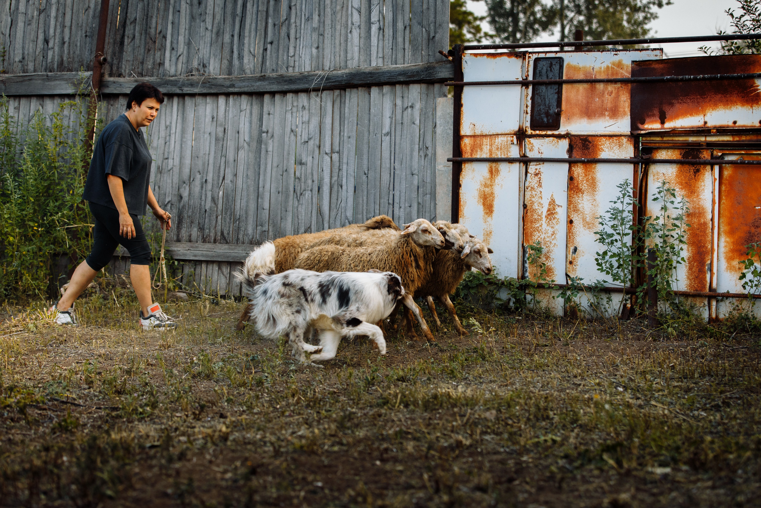 Овечий день. О нас
