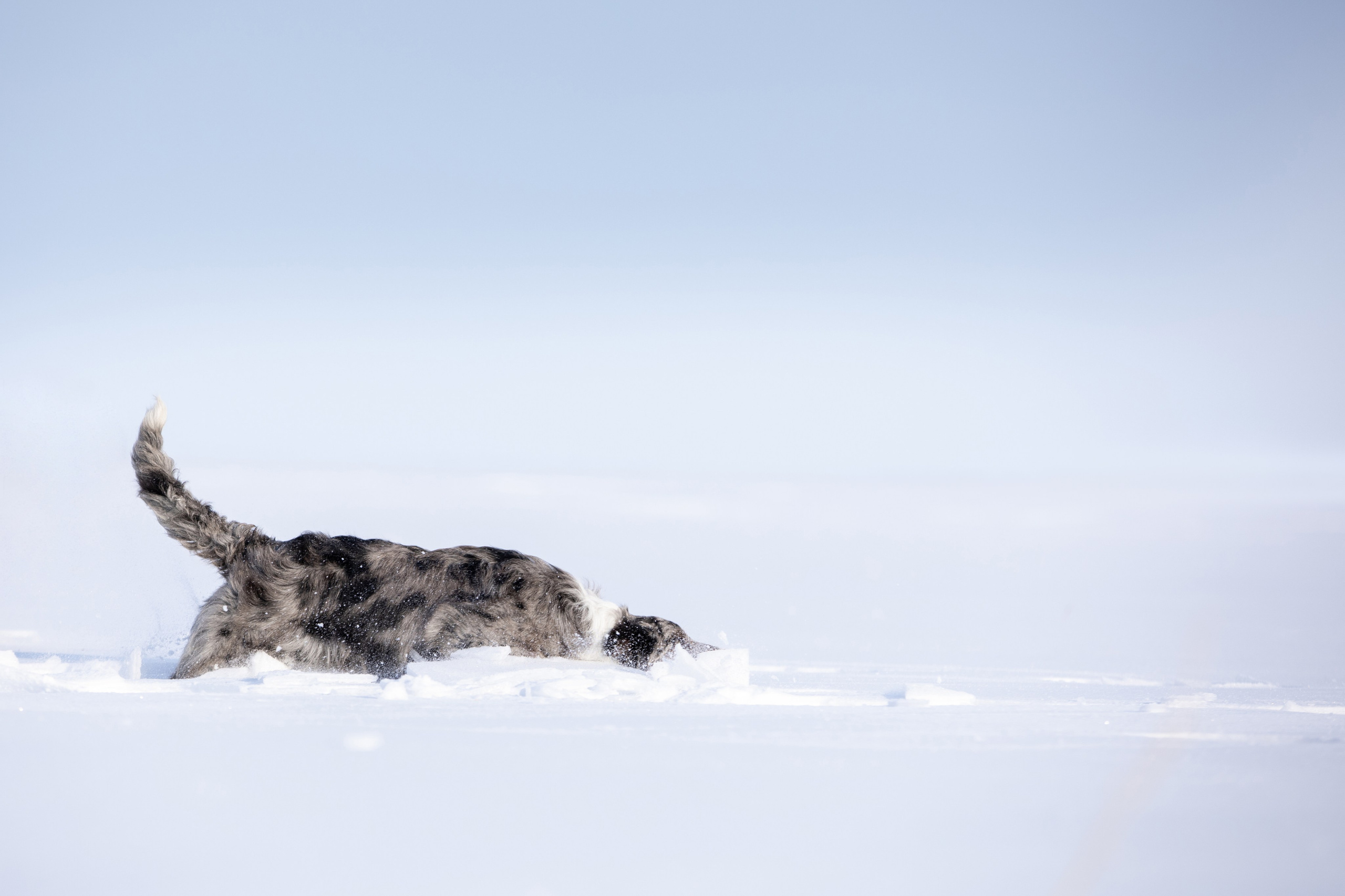Мороз и солнце. О нас