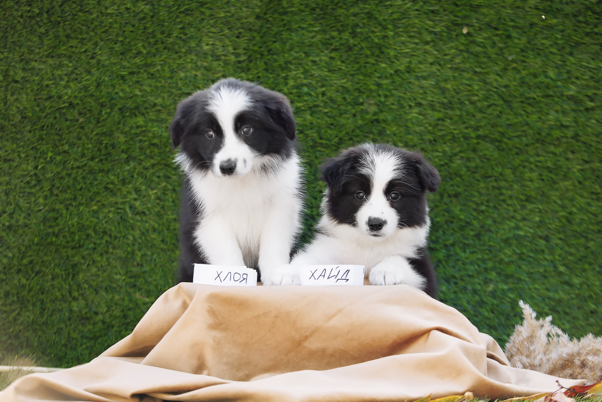 Новый лист. О нас