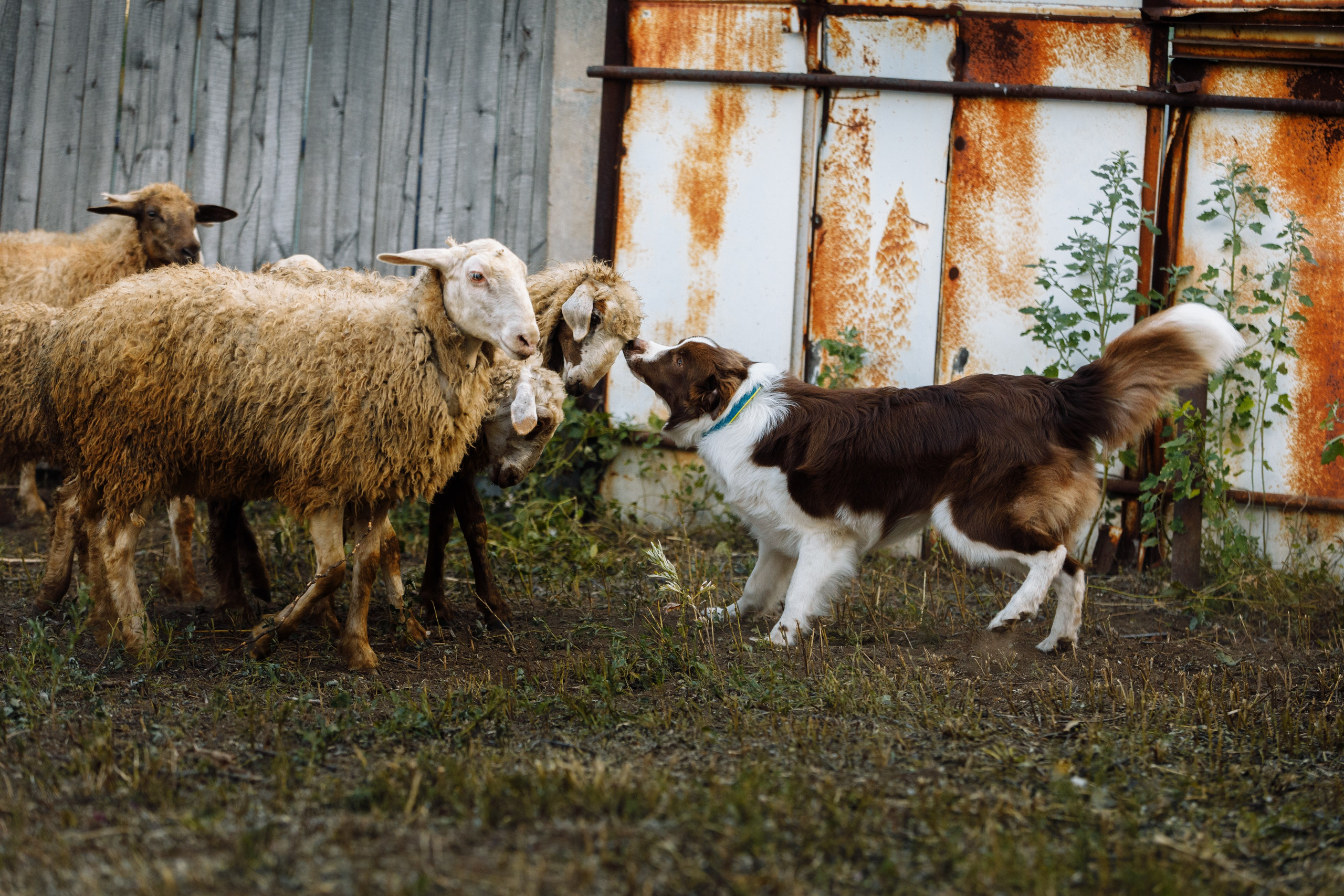 Овечий день. О нас