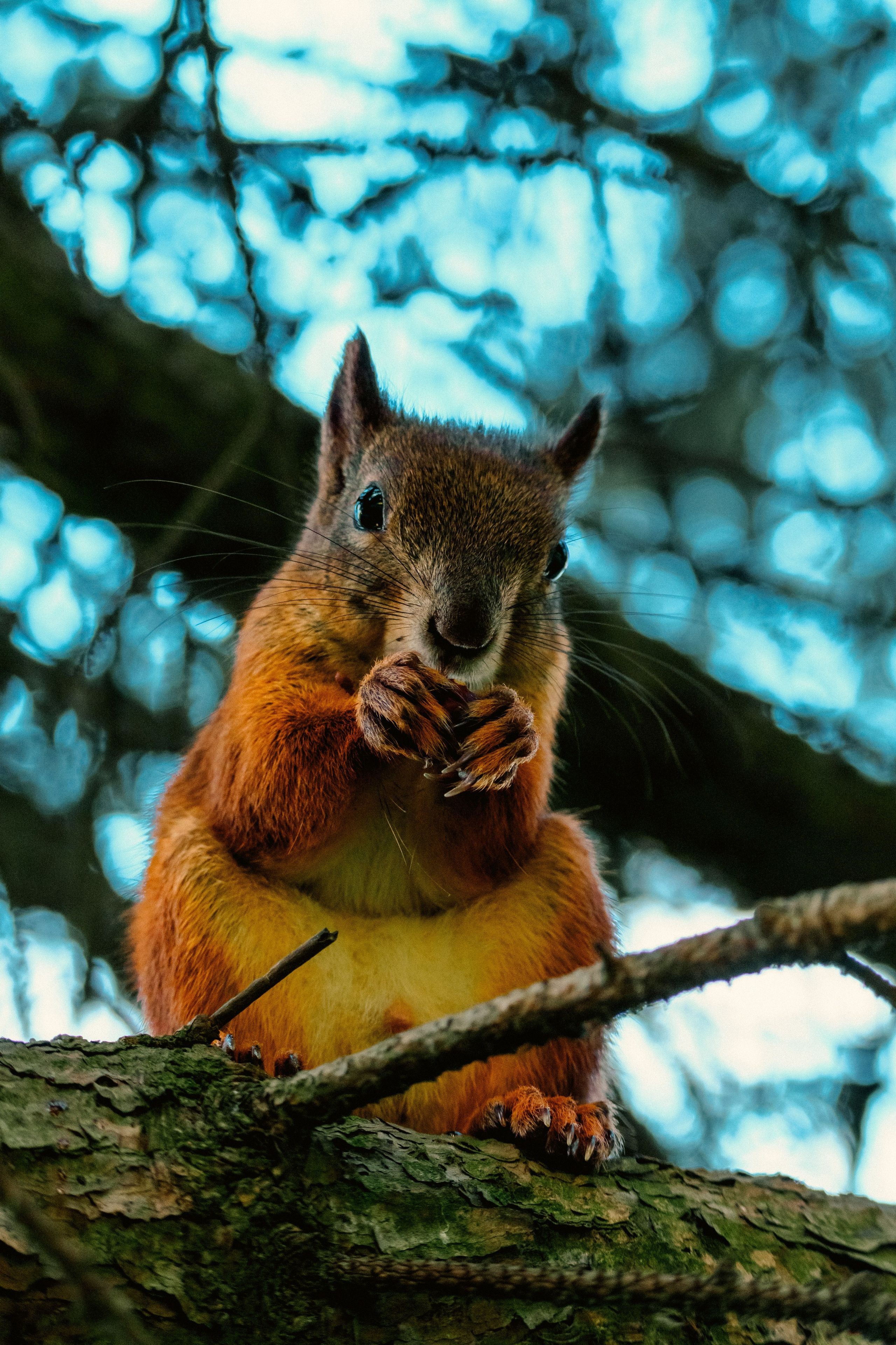Животные. Фотограф в Санкт-Петербурге Ибрагимова Алина